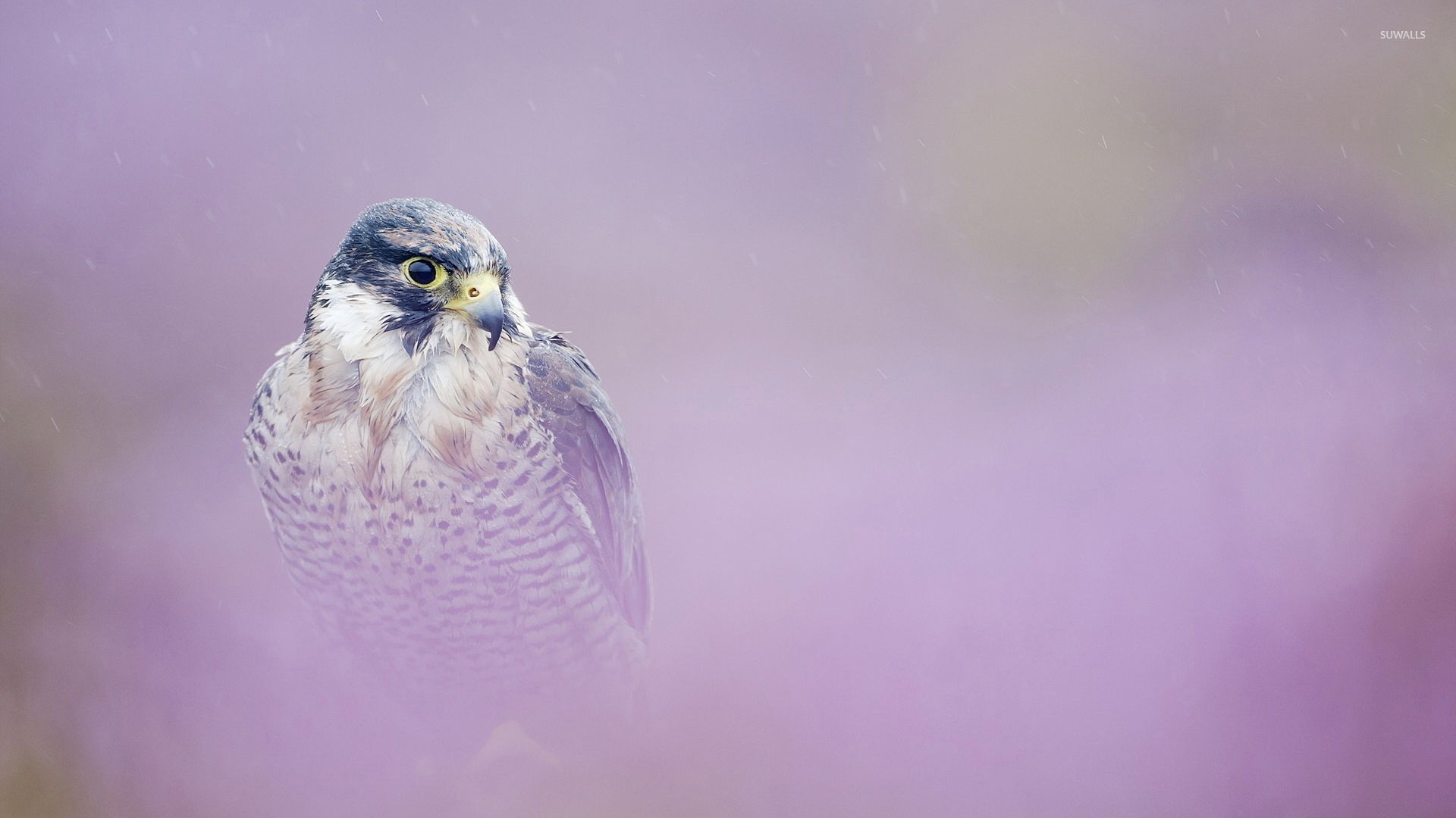 Peregrine Falcon Wallpapers