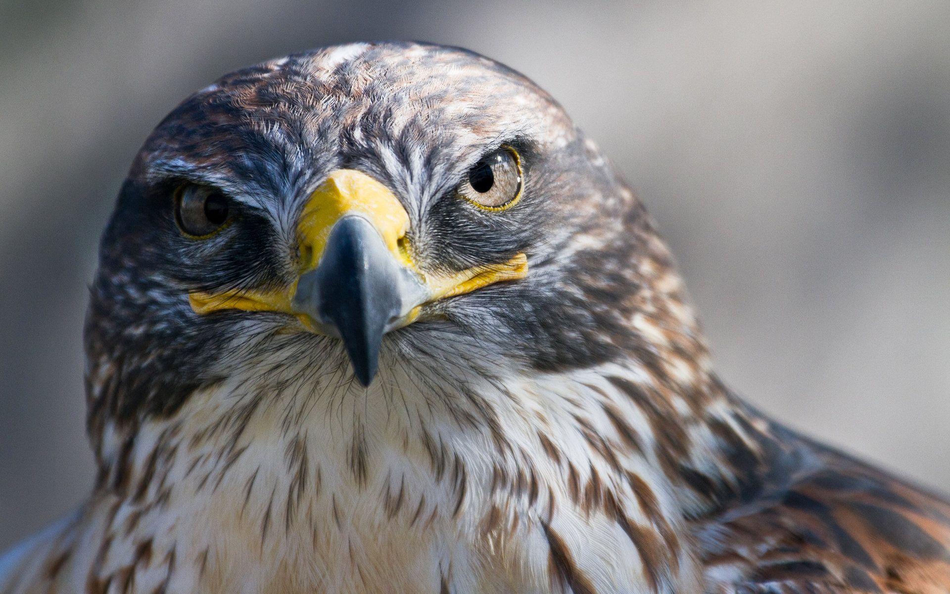 Peregrine Falcon Wallpapers