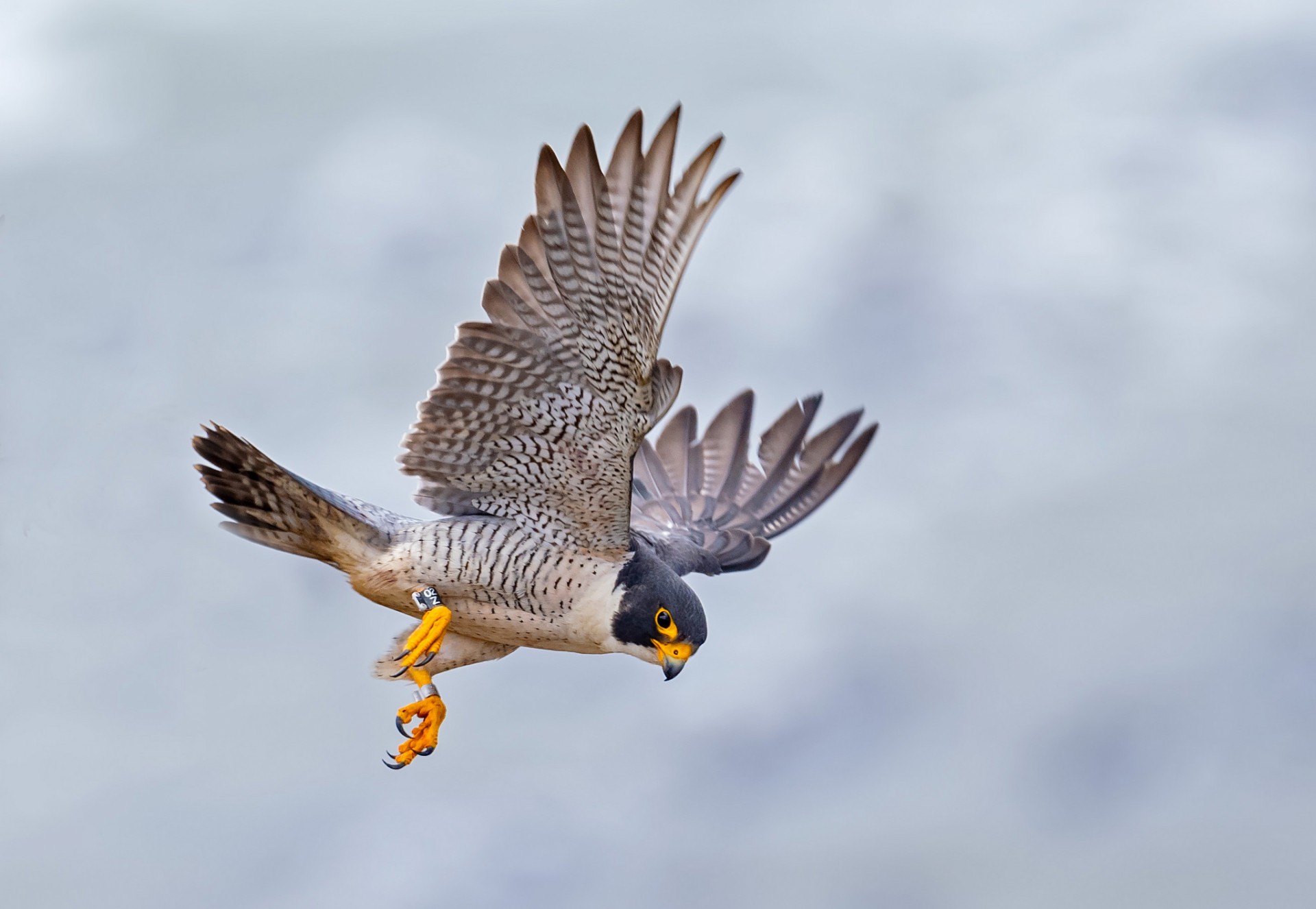 Peregrine Falcon Wallpapers