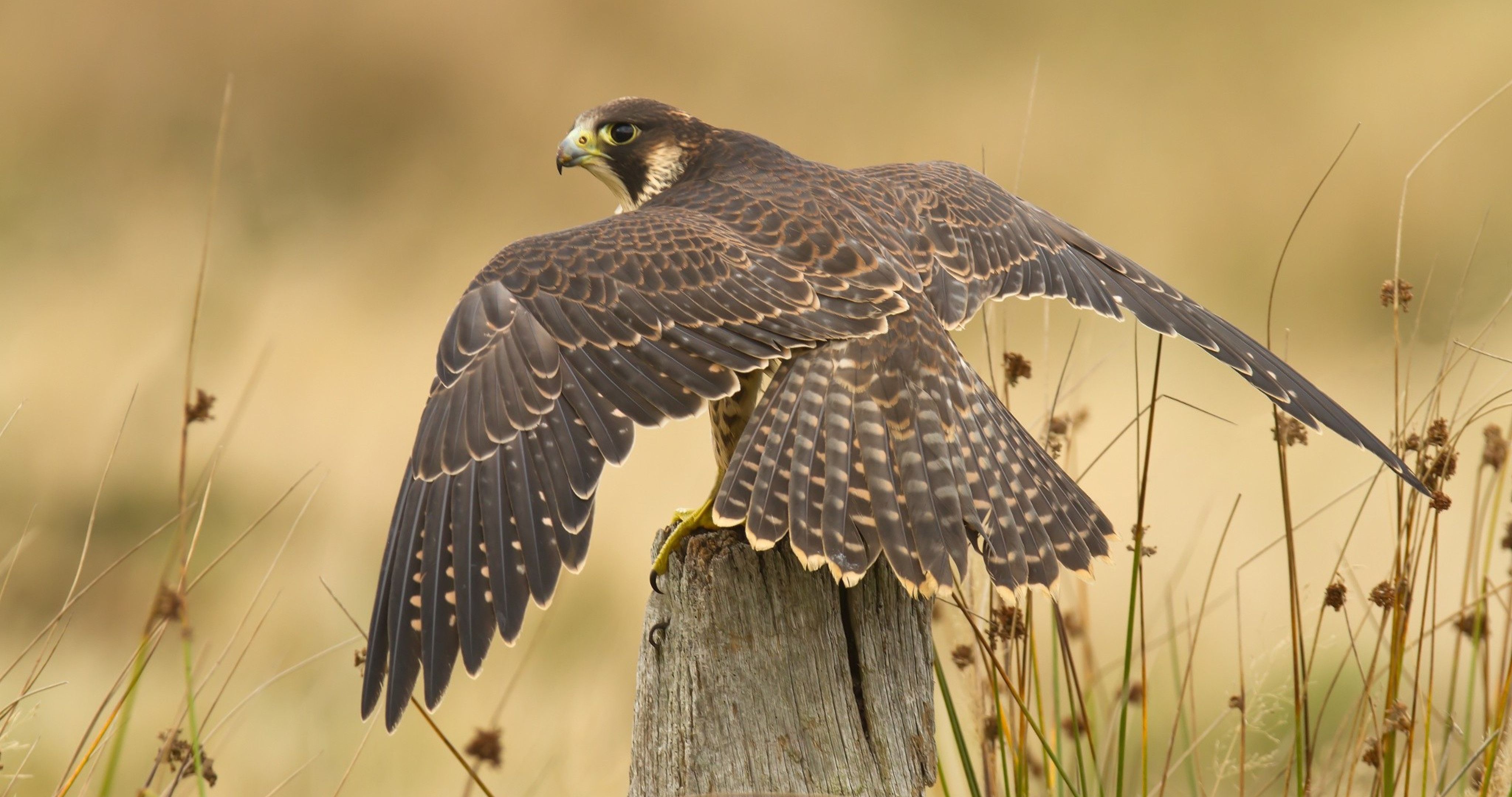 Peregrine Falcon Wallpapers