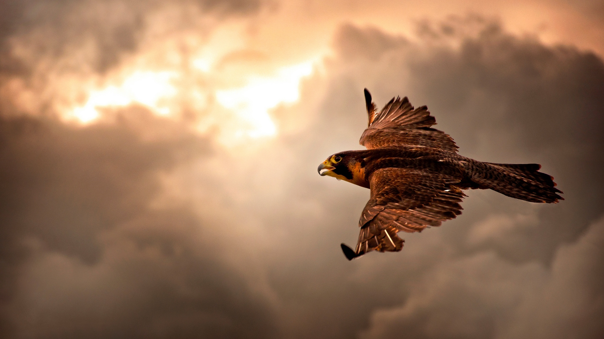 Peregrine Falcon Wallpapers