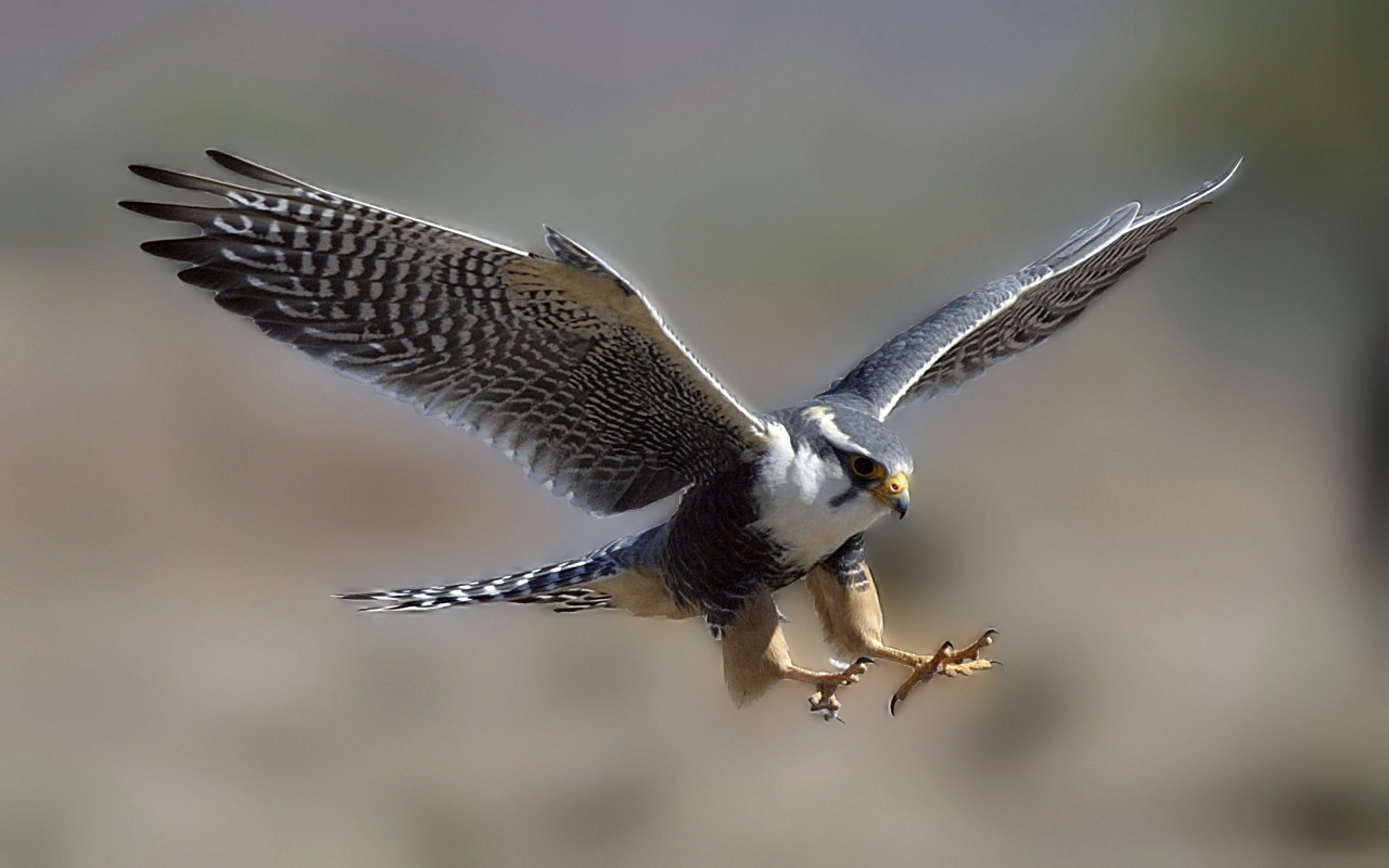 Peregrine Falcon Wallpapers