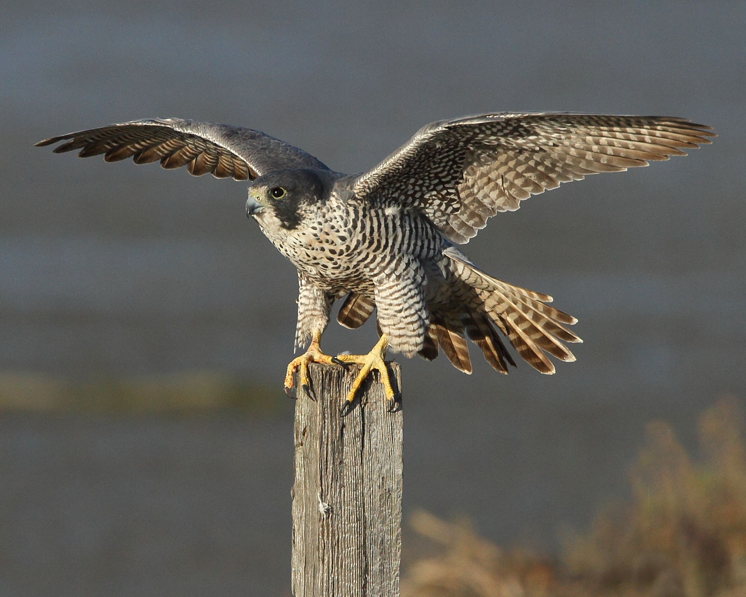 Peregrine Falcon Wallpapers