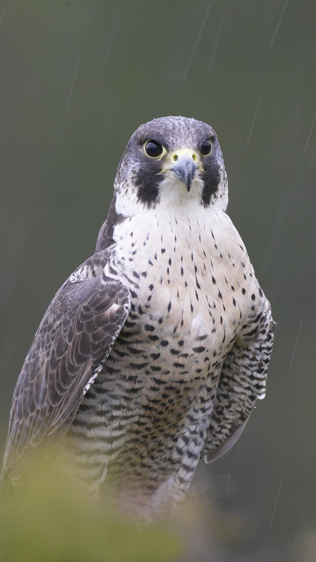 Peregrine Falcon Wallpapers