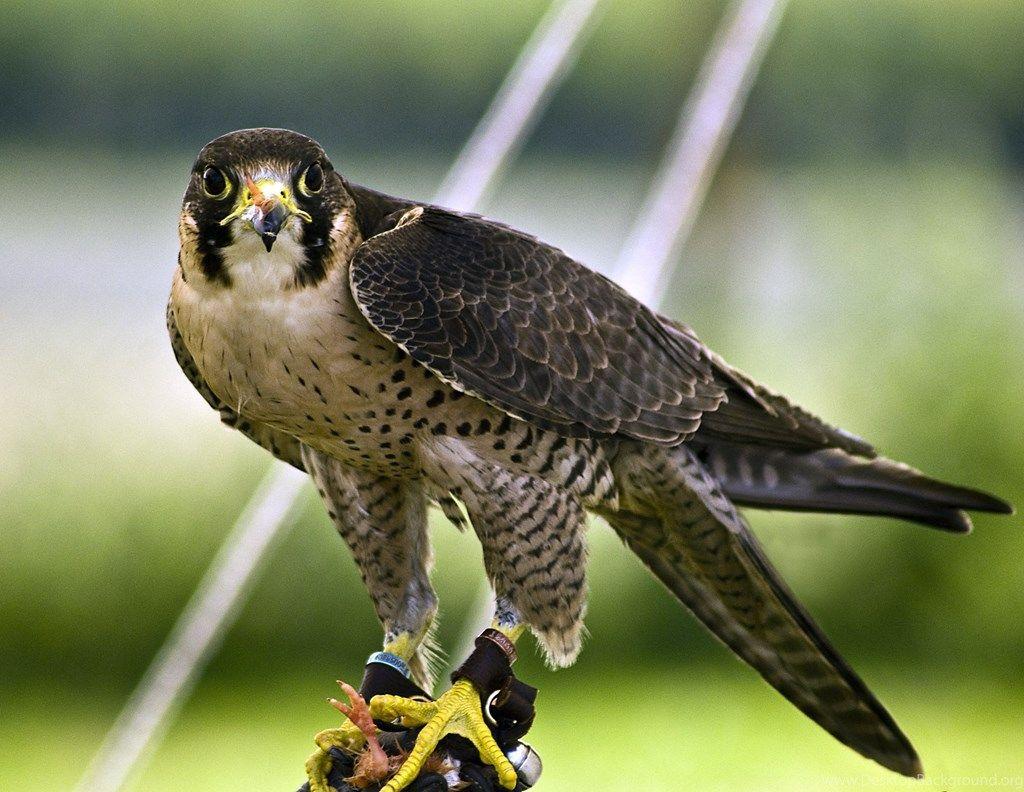 Peregrine Falcon Wallpapers