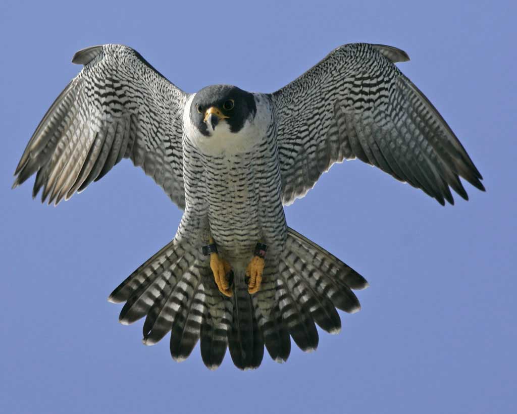 Peregrine Falcon Wallpapers