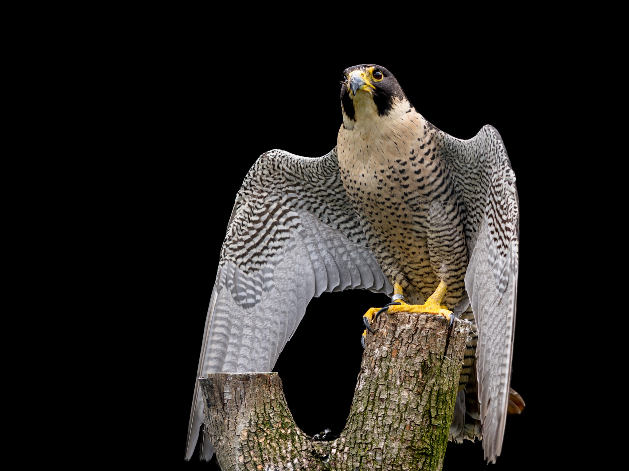 Peregrine Falcon Wallpapers