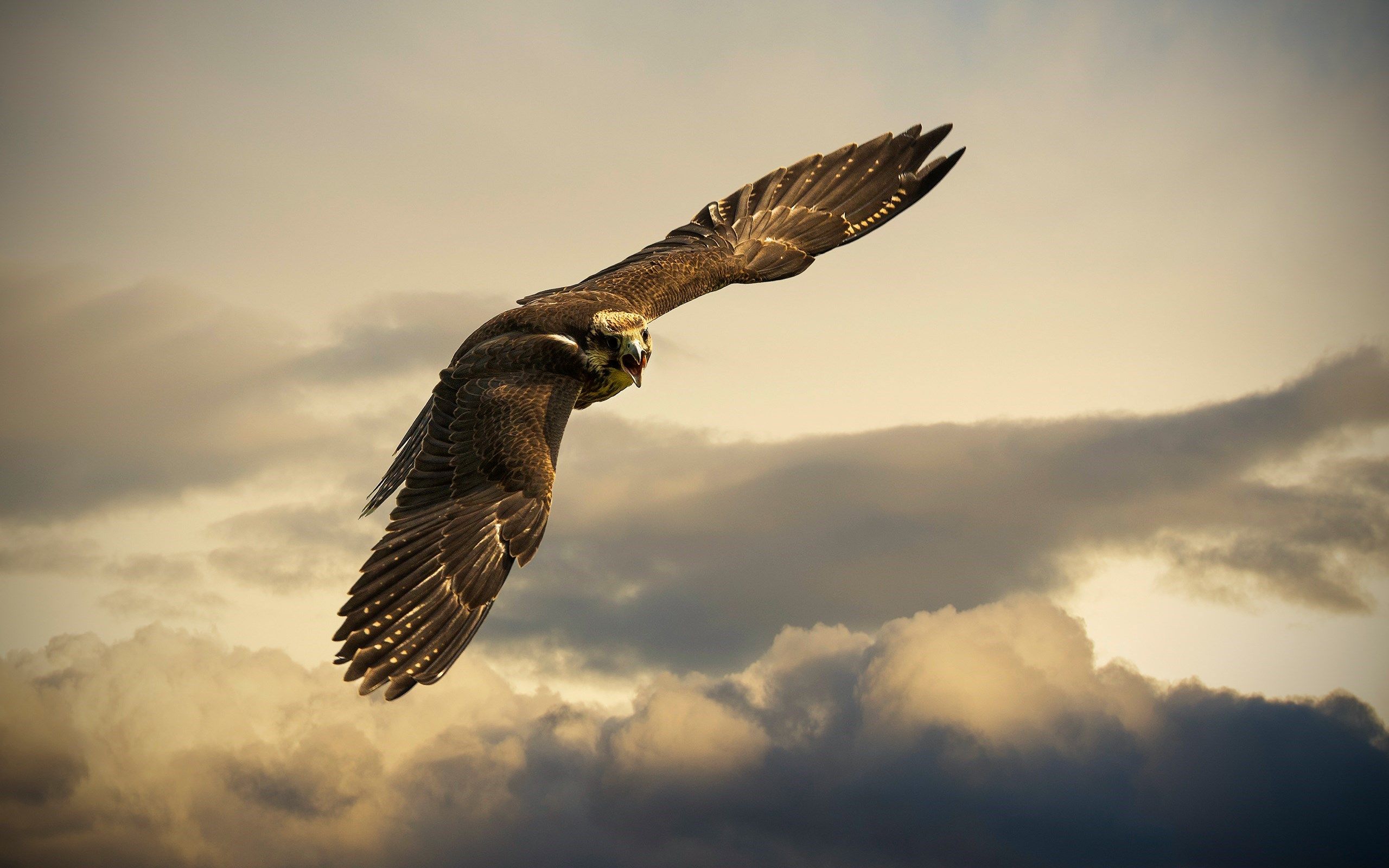 Peregrine Falcon Wallpapers