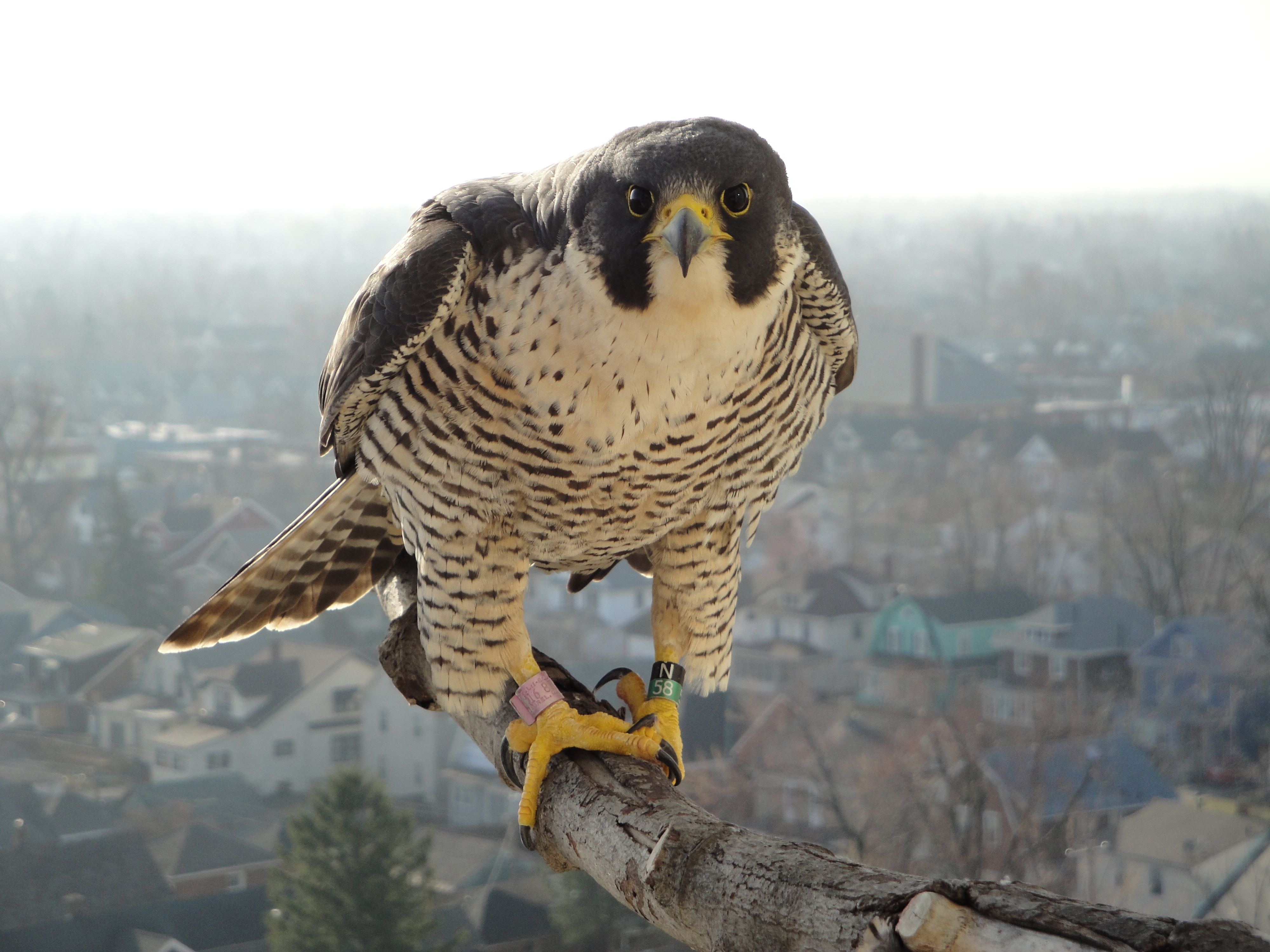 Peregrine Falcon Wallpapers