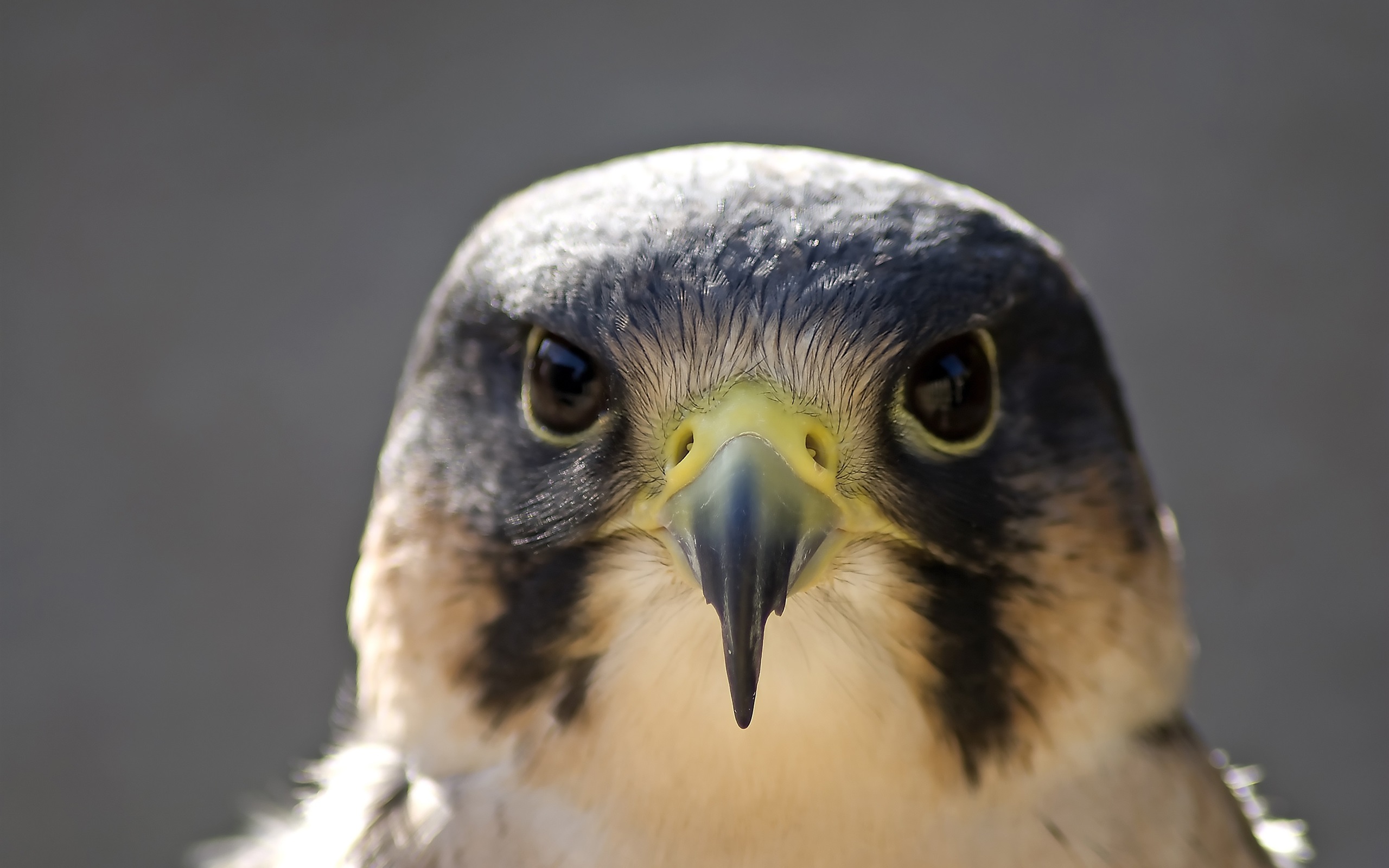 Peregrine Falcon Wallpapers