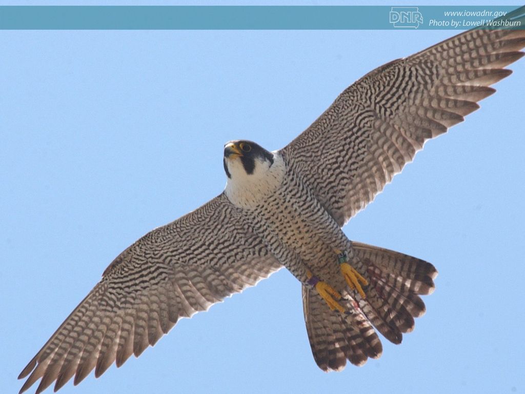 Peregrine Falcon Wallpapers