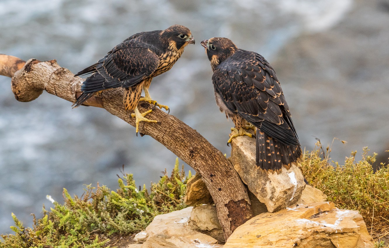 Peregrine Falcon Wallpapers