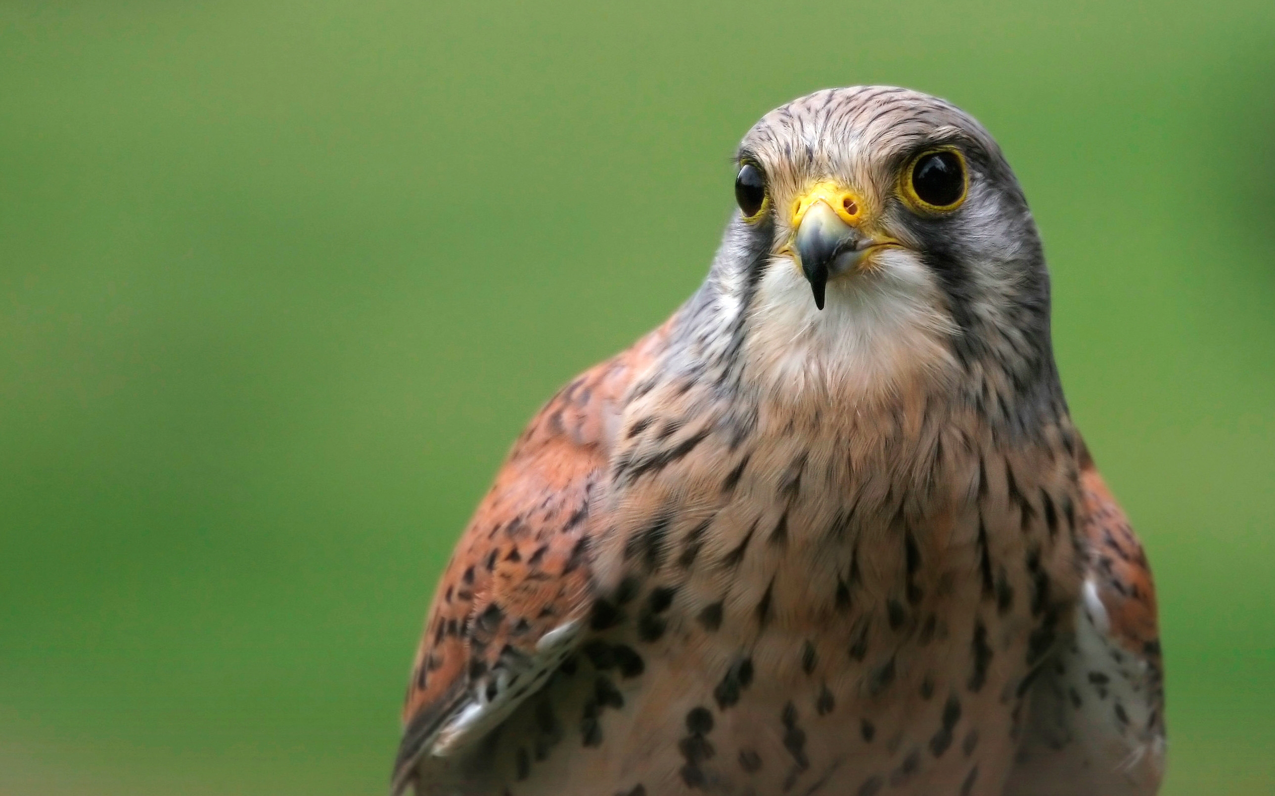 Peregrine Falcon Wallpapers