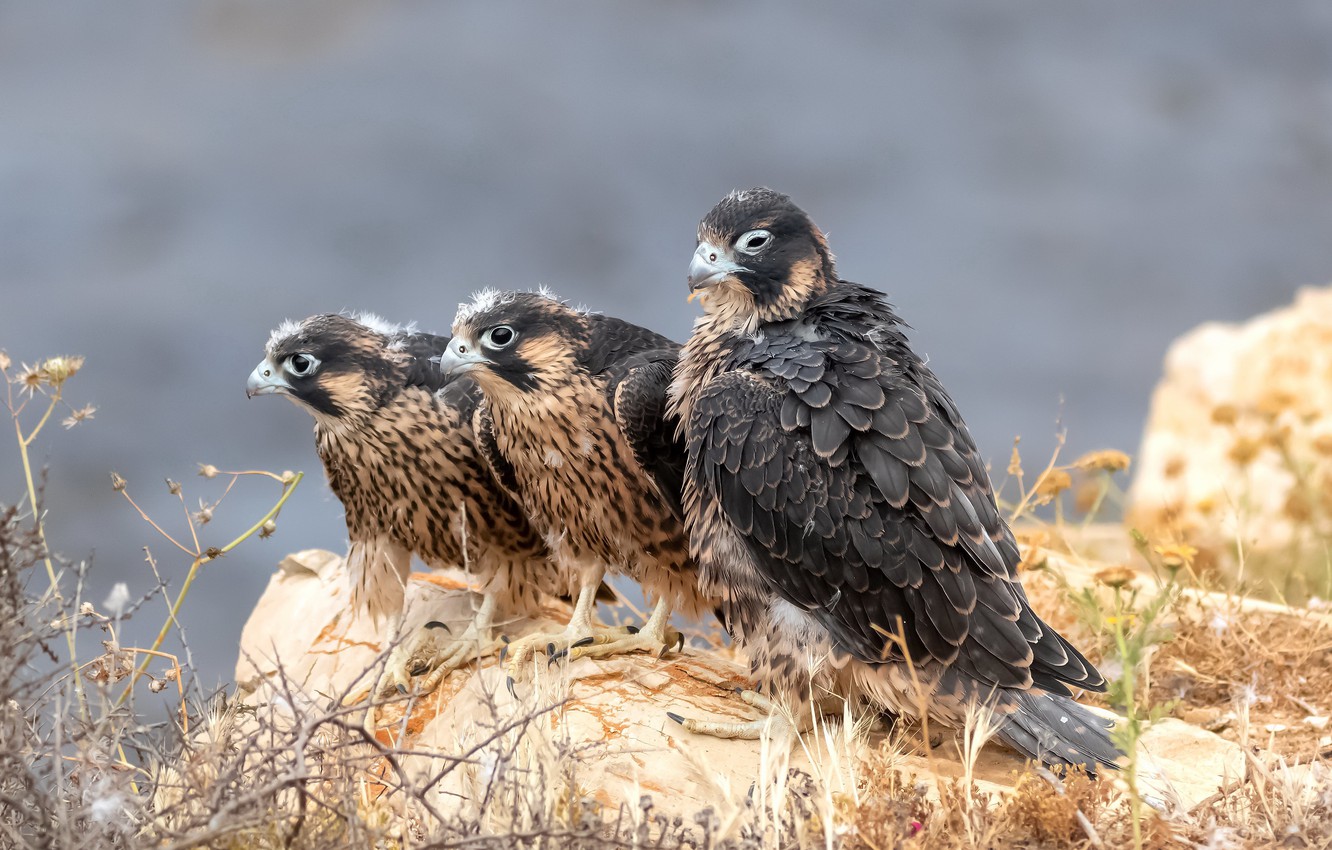 Peregrine Falcon Wallpapers