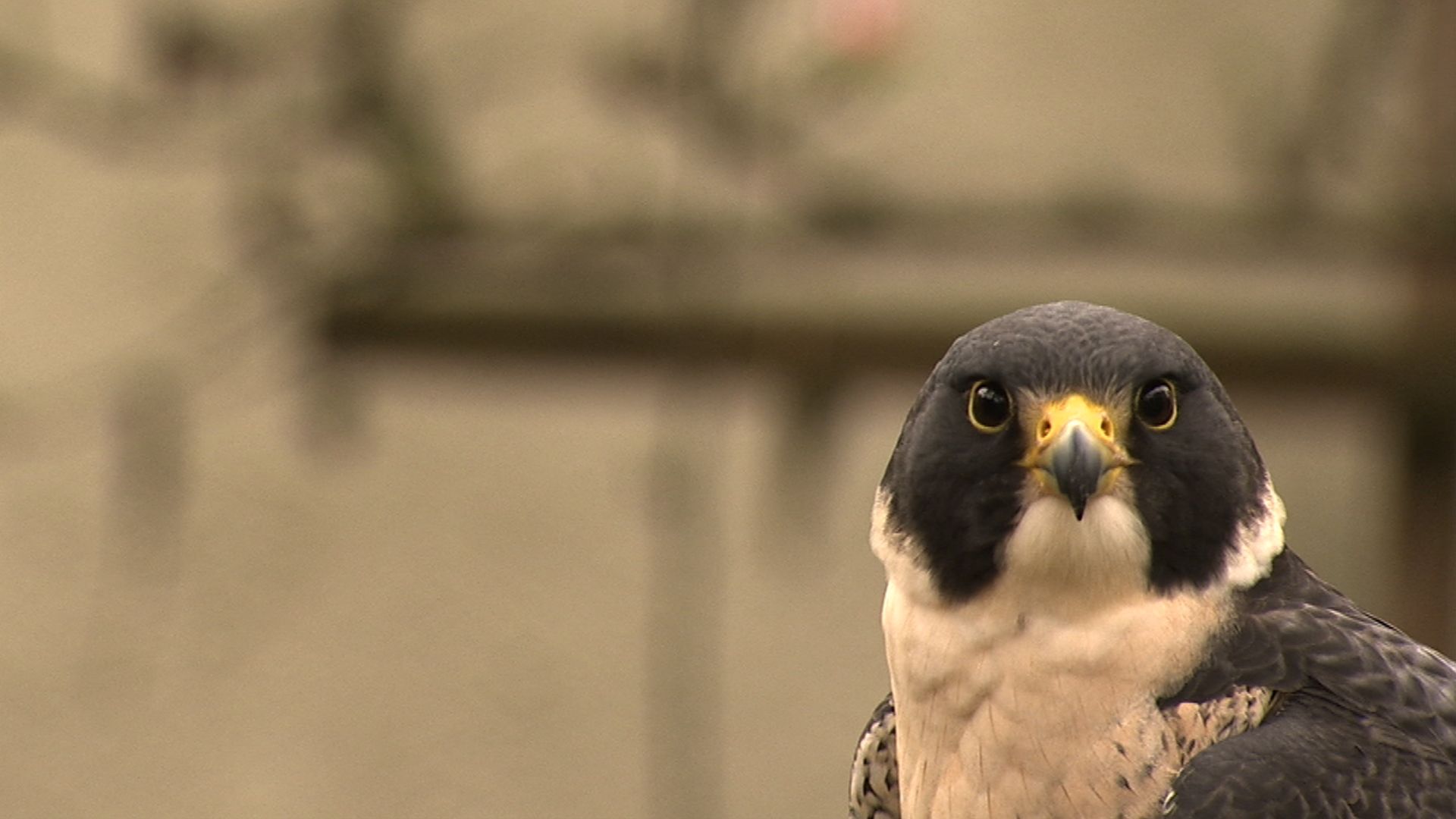 Peregrine Falcon Wallpapers