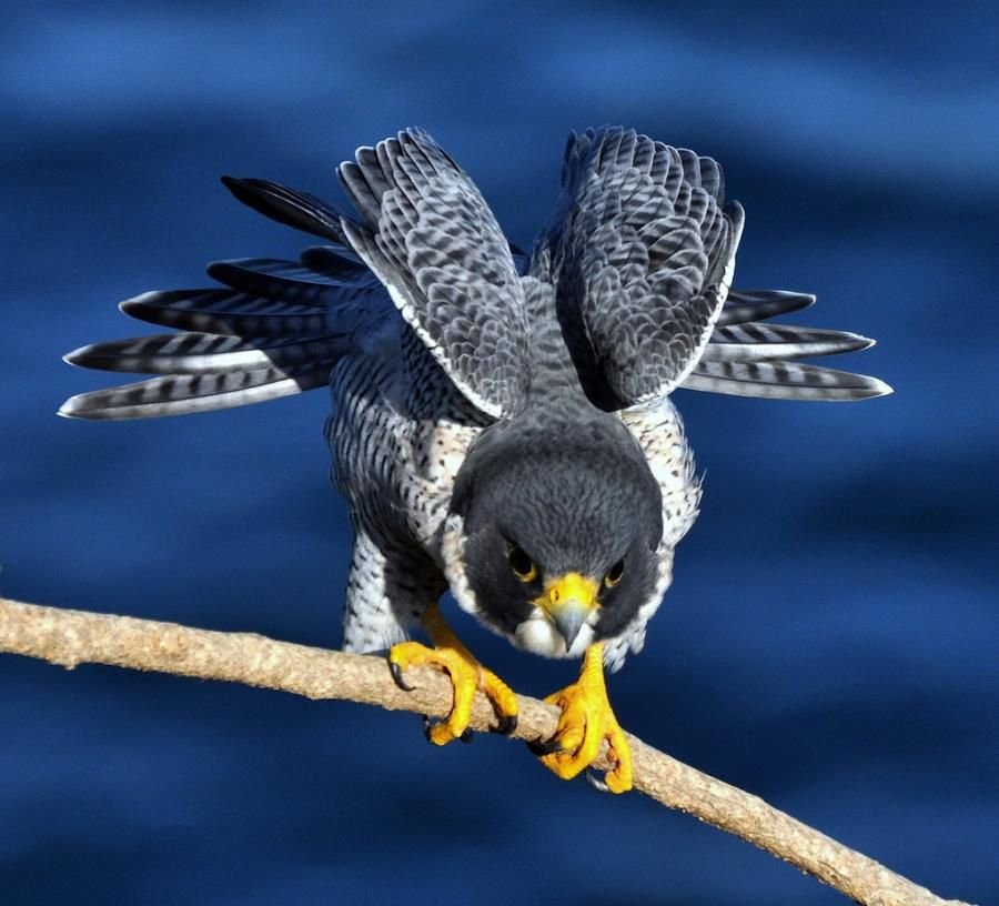 Peregrine Falcon Wallpapers