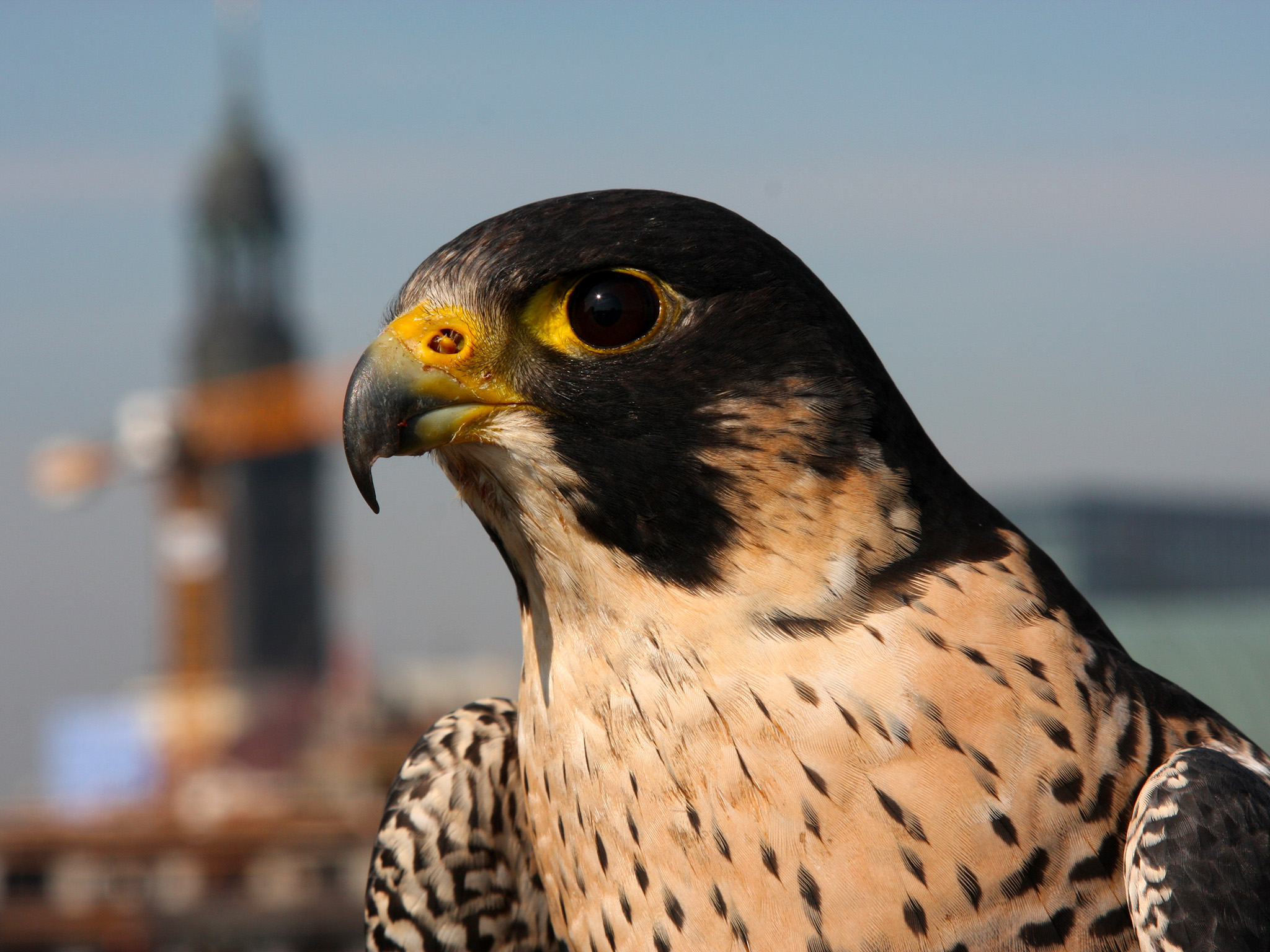 Peregrine Falcon Wallpapers