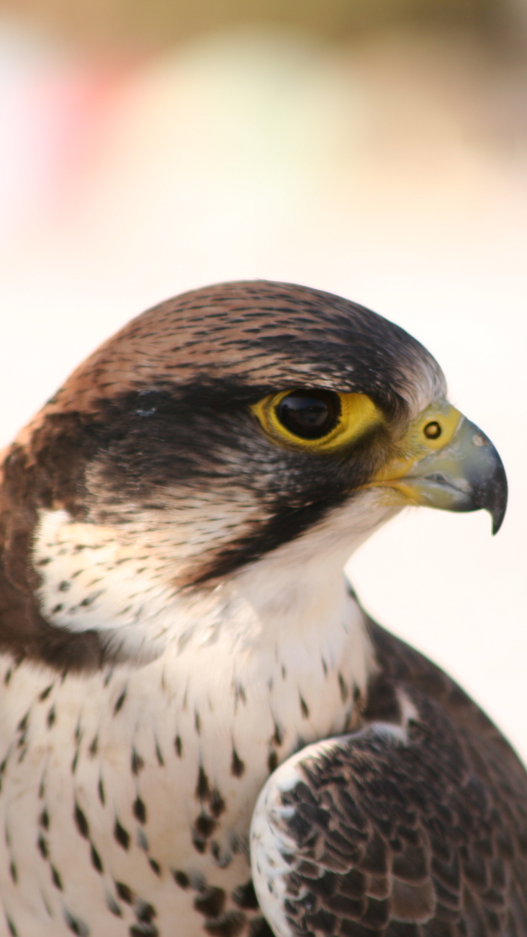 Peregrine Falcon Wallpapers