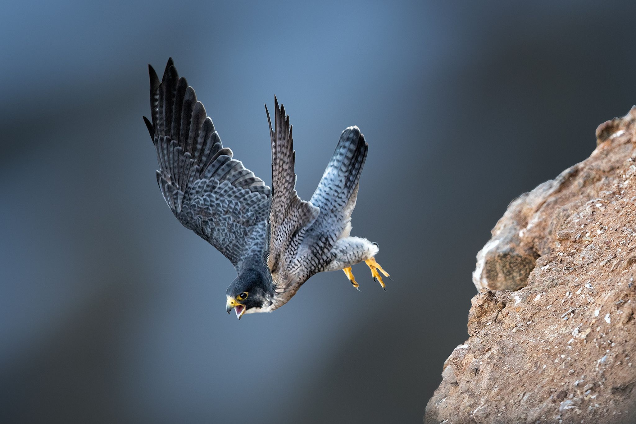 Peregrine Falcon Wallpapers