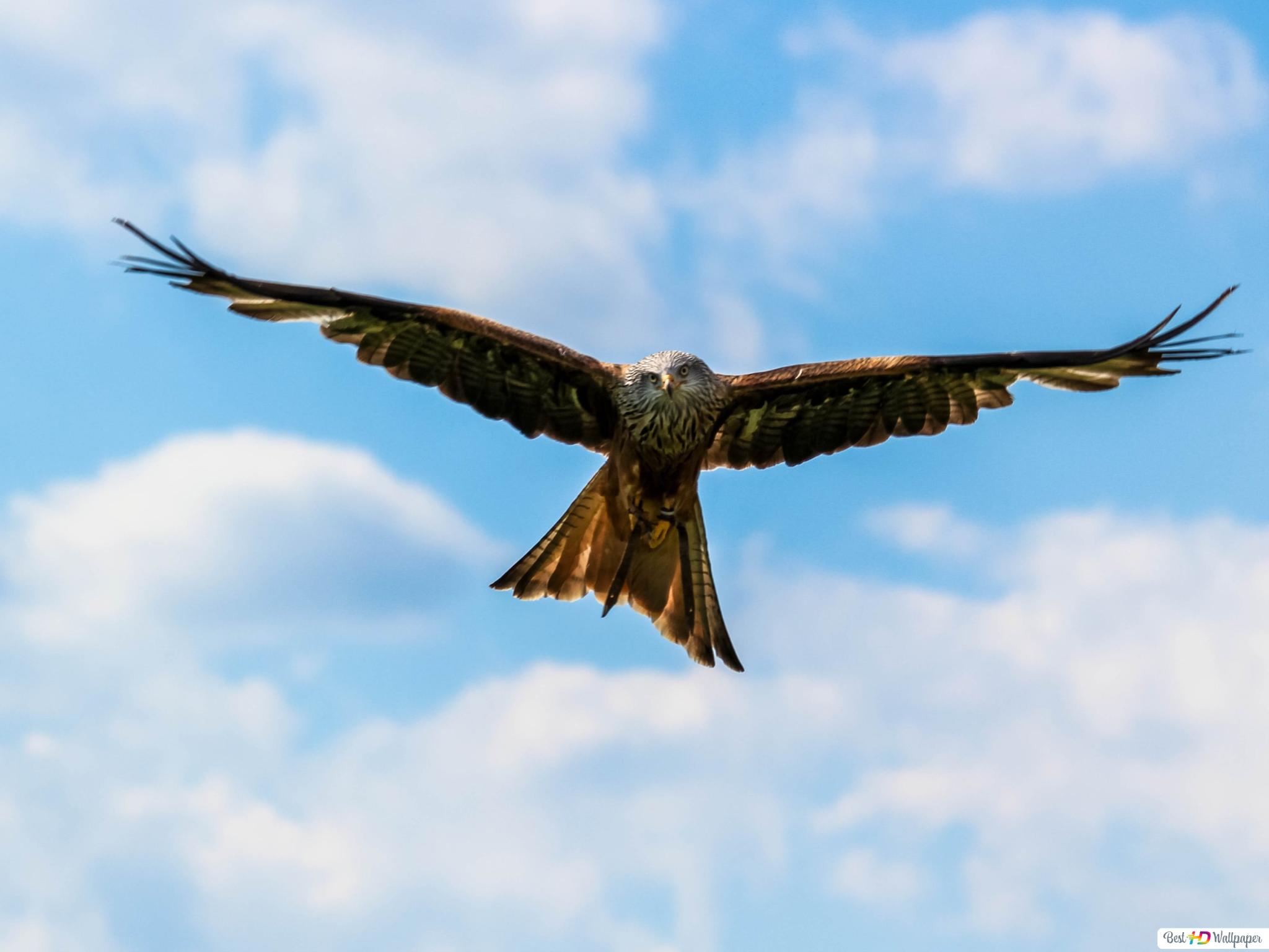 Peregrine Falcon Wallpapers