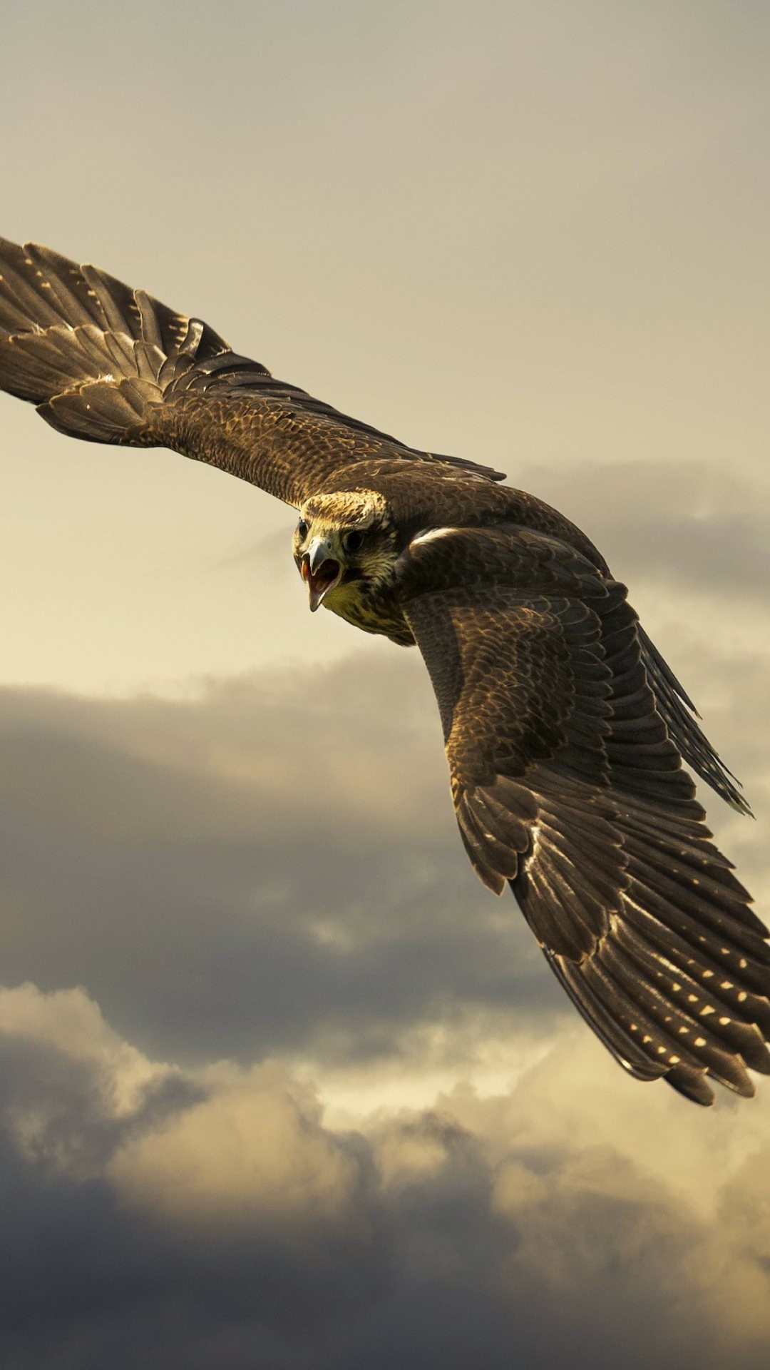 Peregrine Falcon Wallpapers