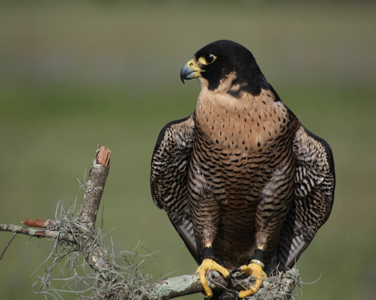 Peregrine Falcon Wallpapers