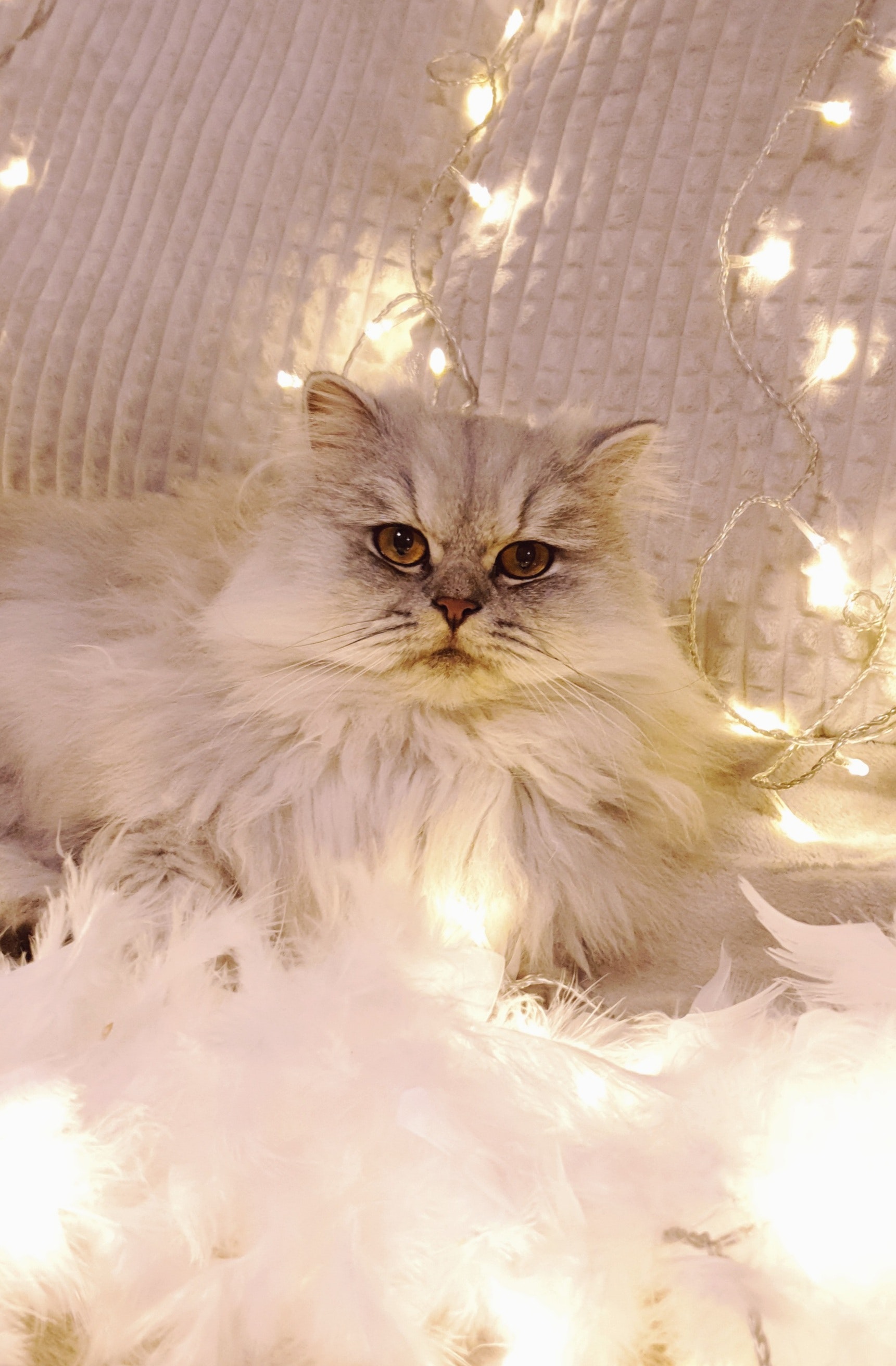 Persian Cat Wallpapers