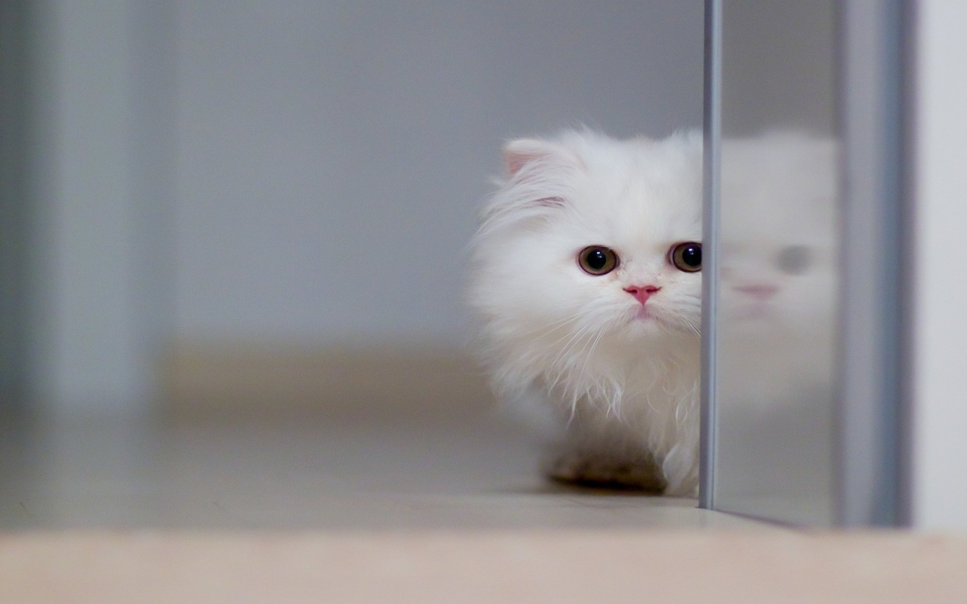 Persian Cat Wallpapers