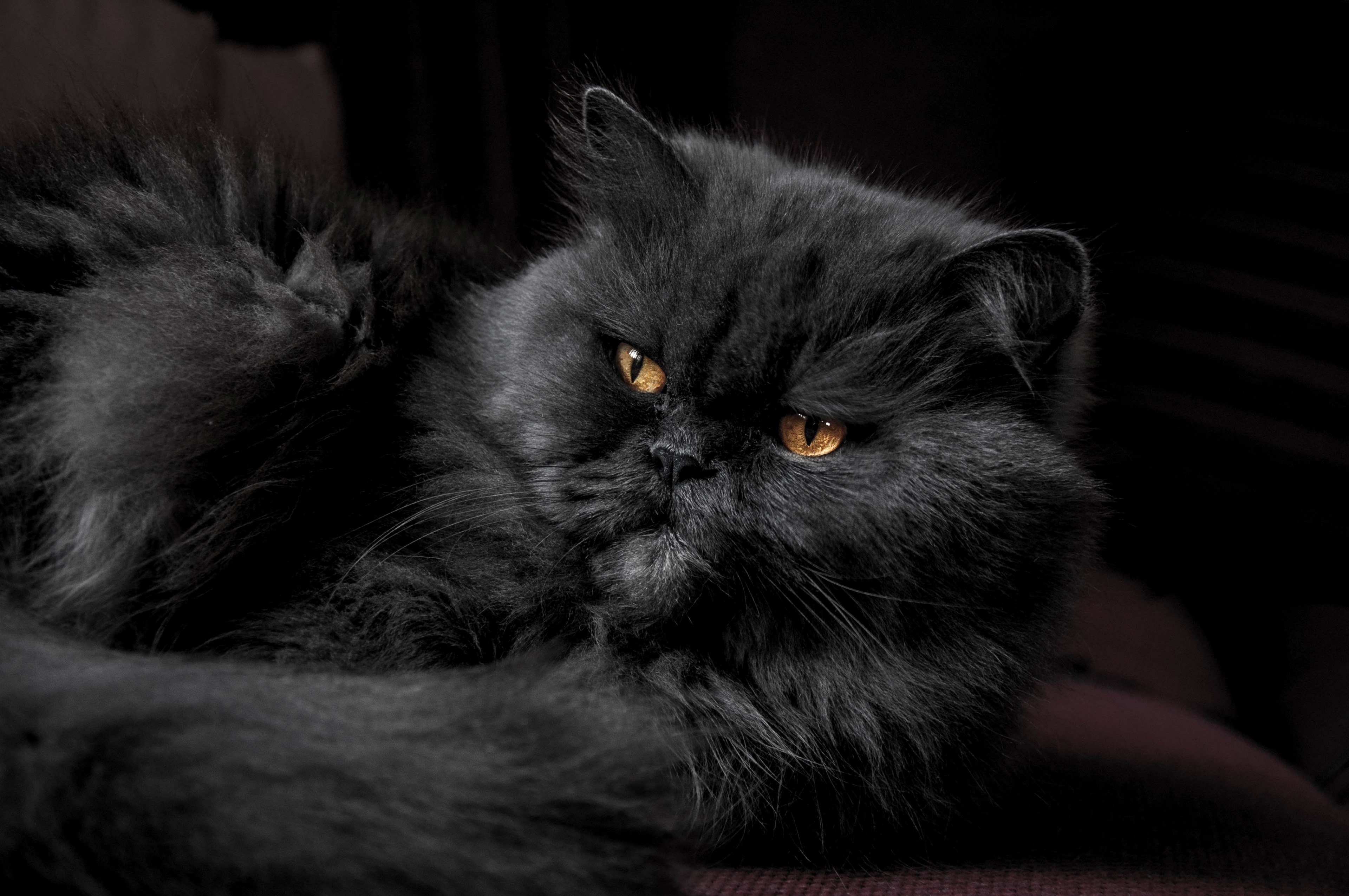 Persian Cat Wallpapers