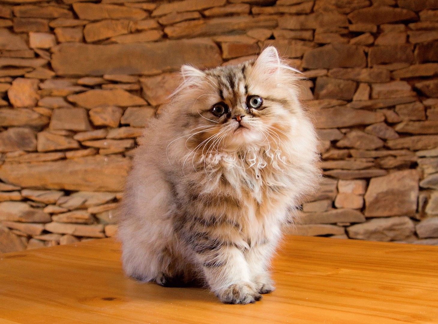 Persian Cat Wallpapers