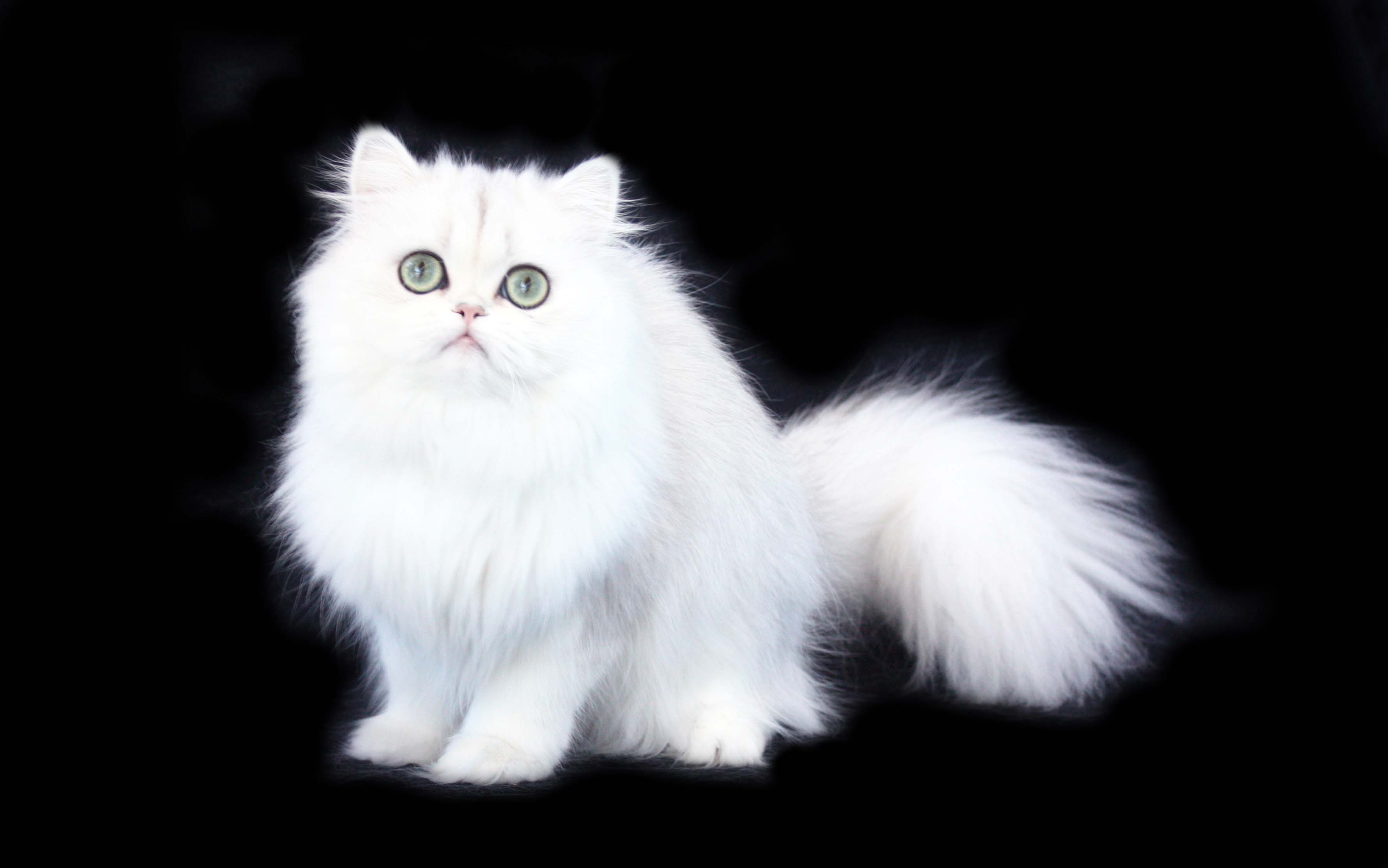 Persian Cat Wallpapers