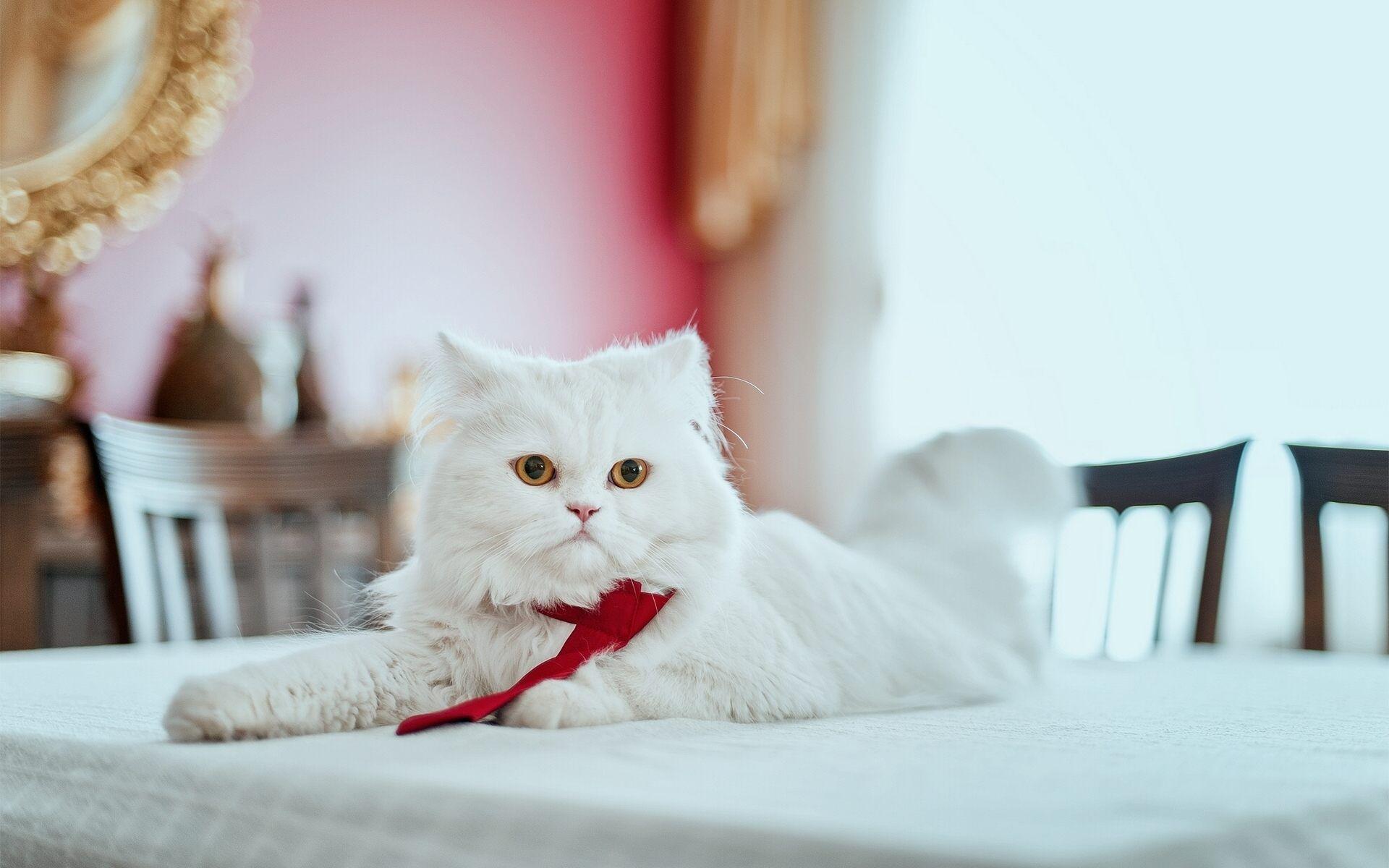 Persian Cat Wallpapers