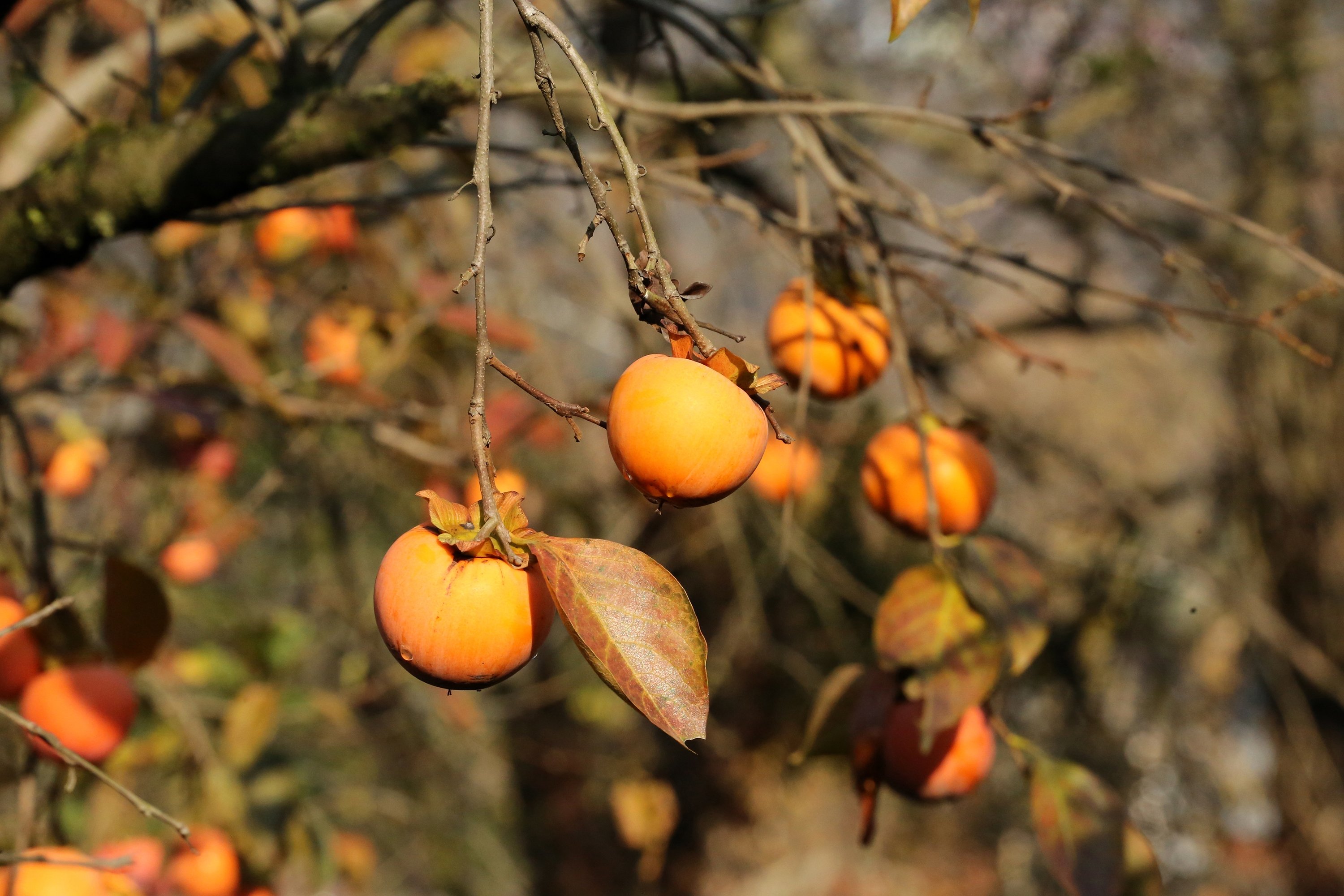 Persimmon Wallpapers