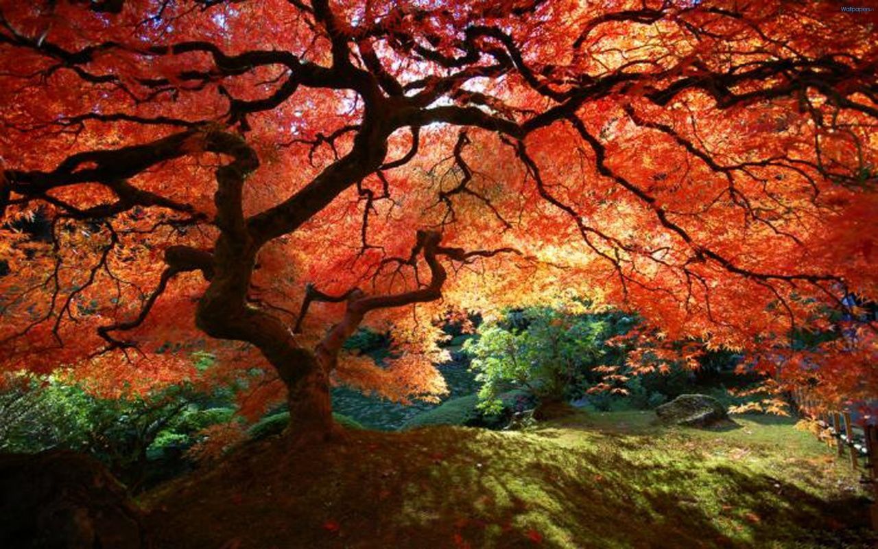 Peter Lik Wallpapers