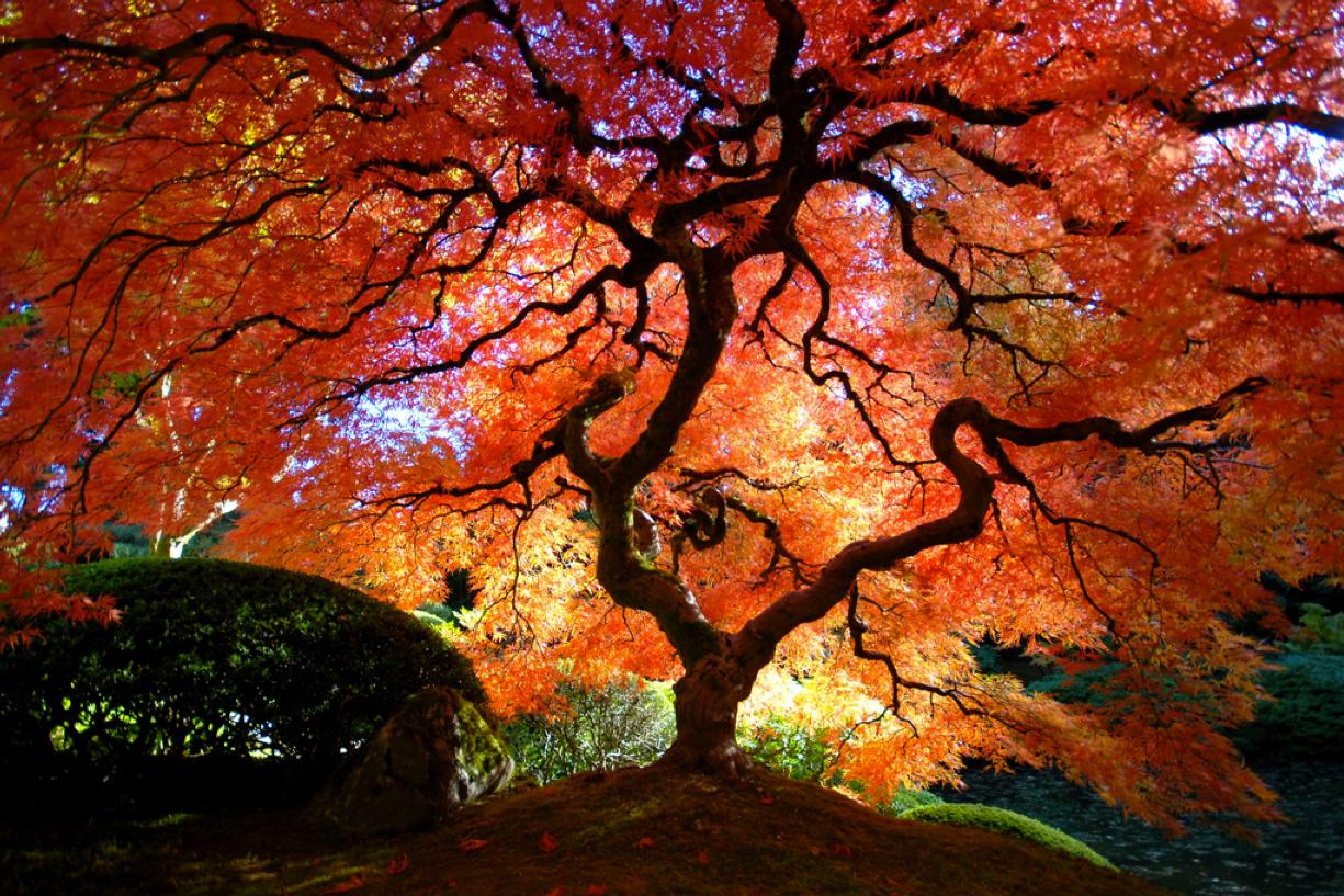 Peter Lik Wallpapers