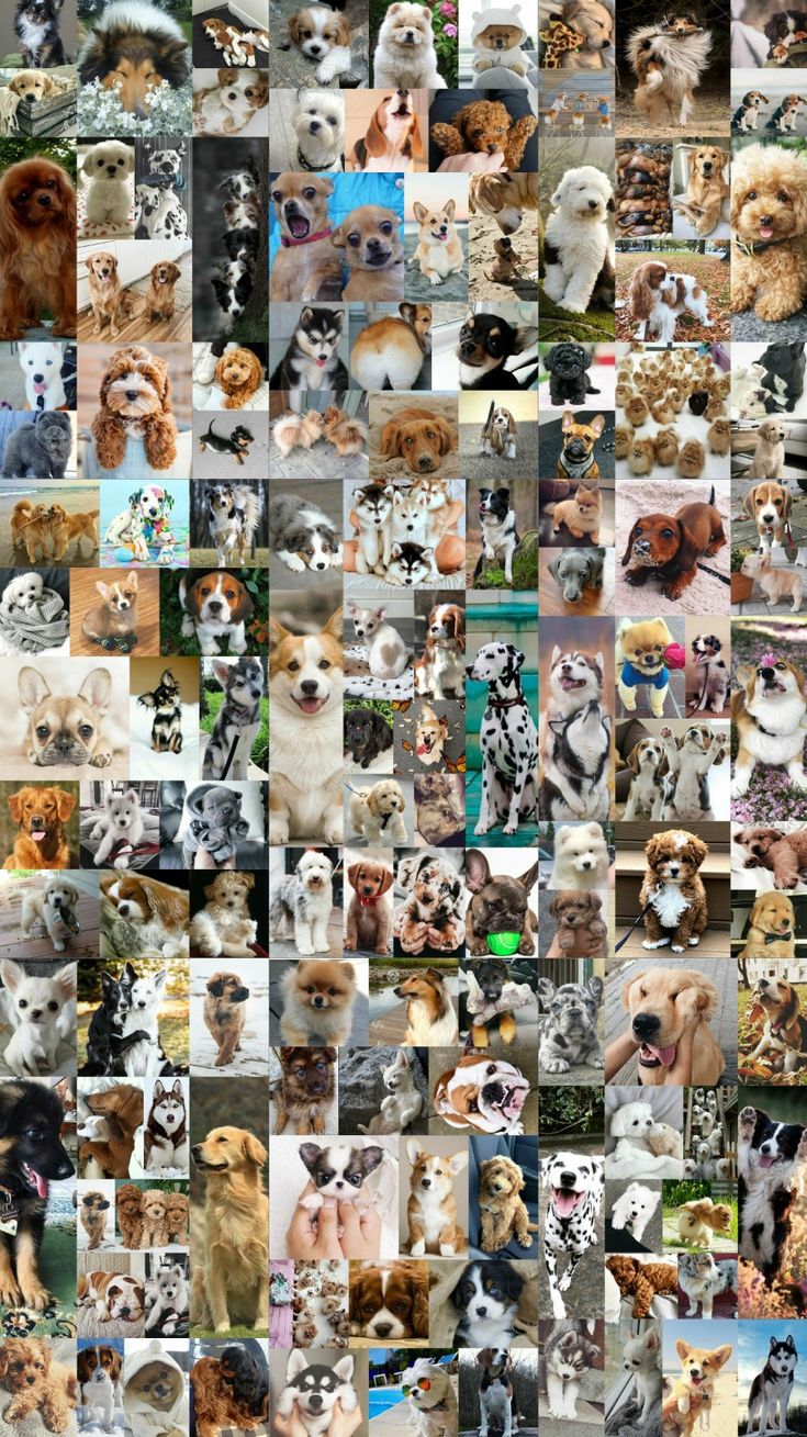 Pets Wallpapers