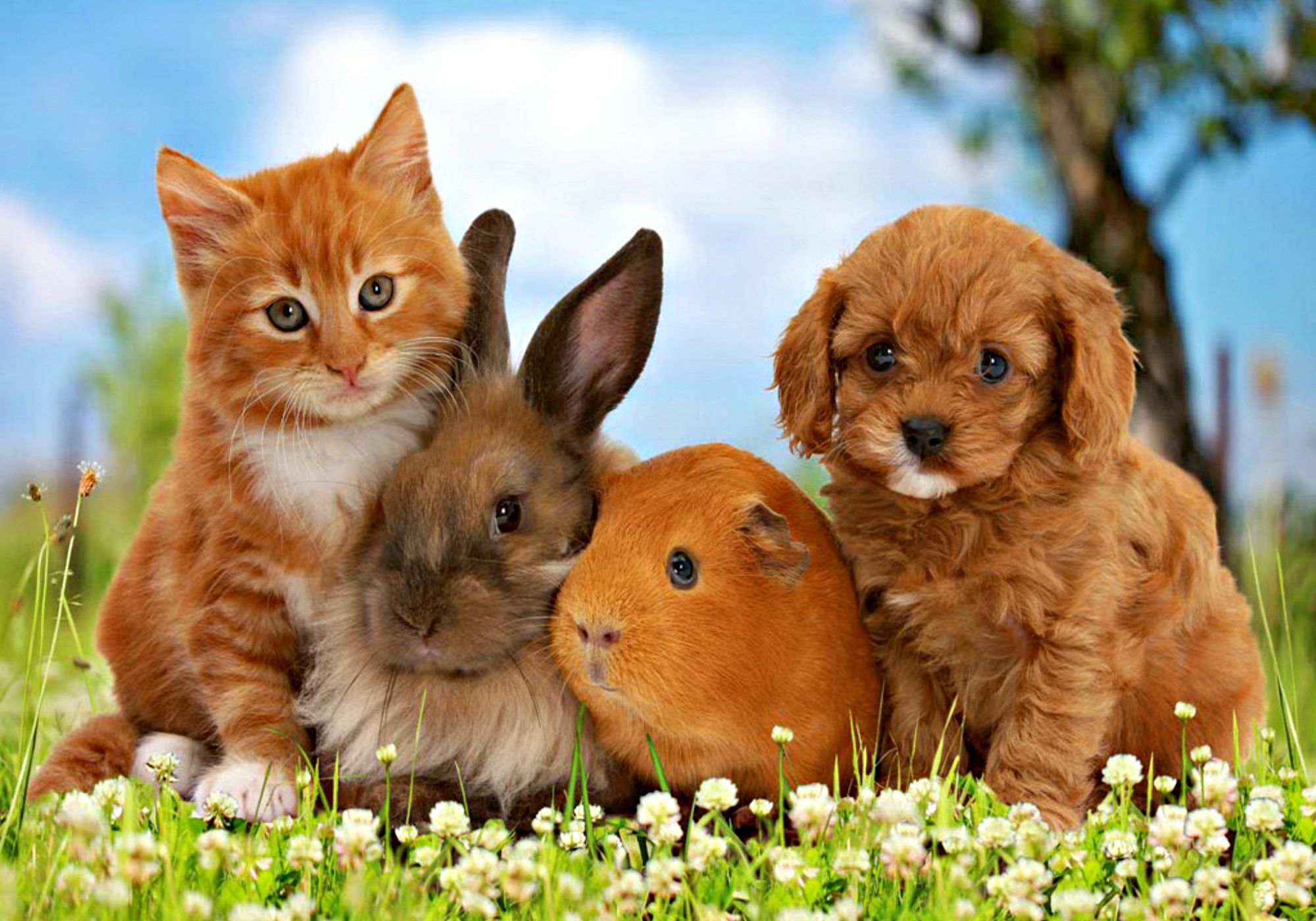 Pets Wallpapers