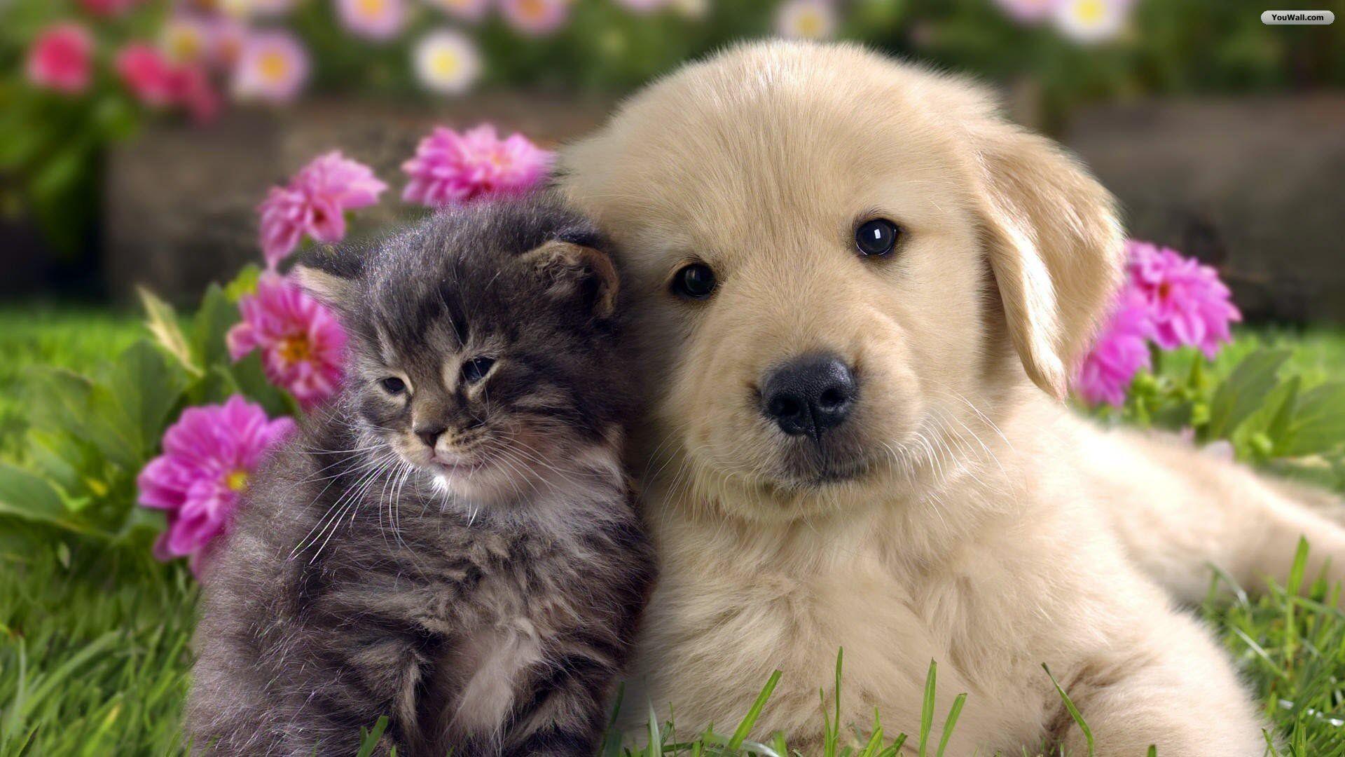 Pets Wallpapers