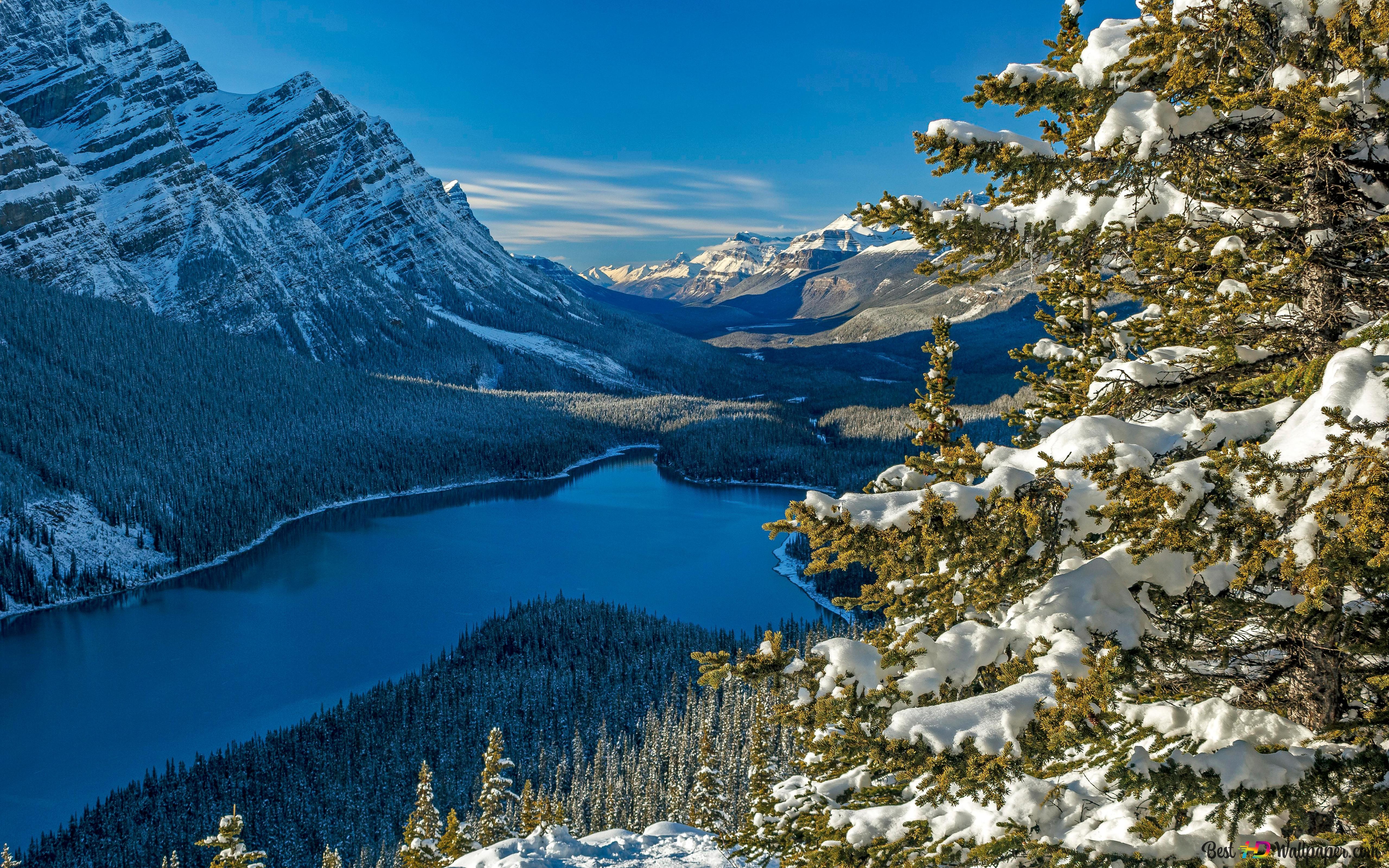 Peyto Lake 4K Wallpapers