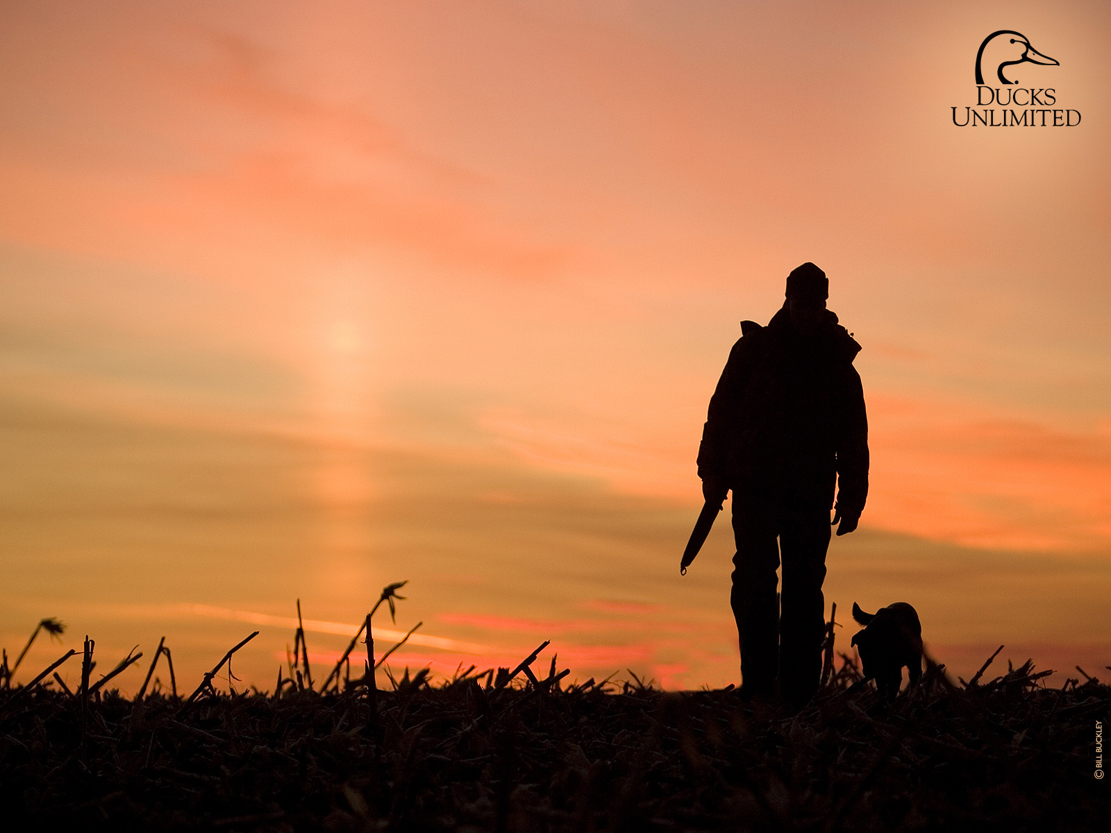 Pheasant Hunting Wallpapers