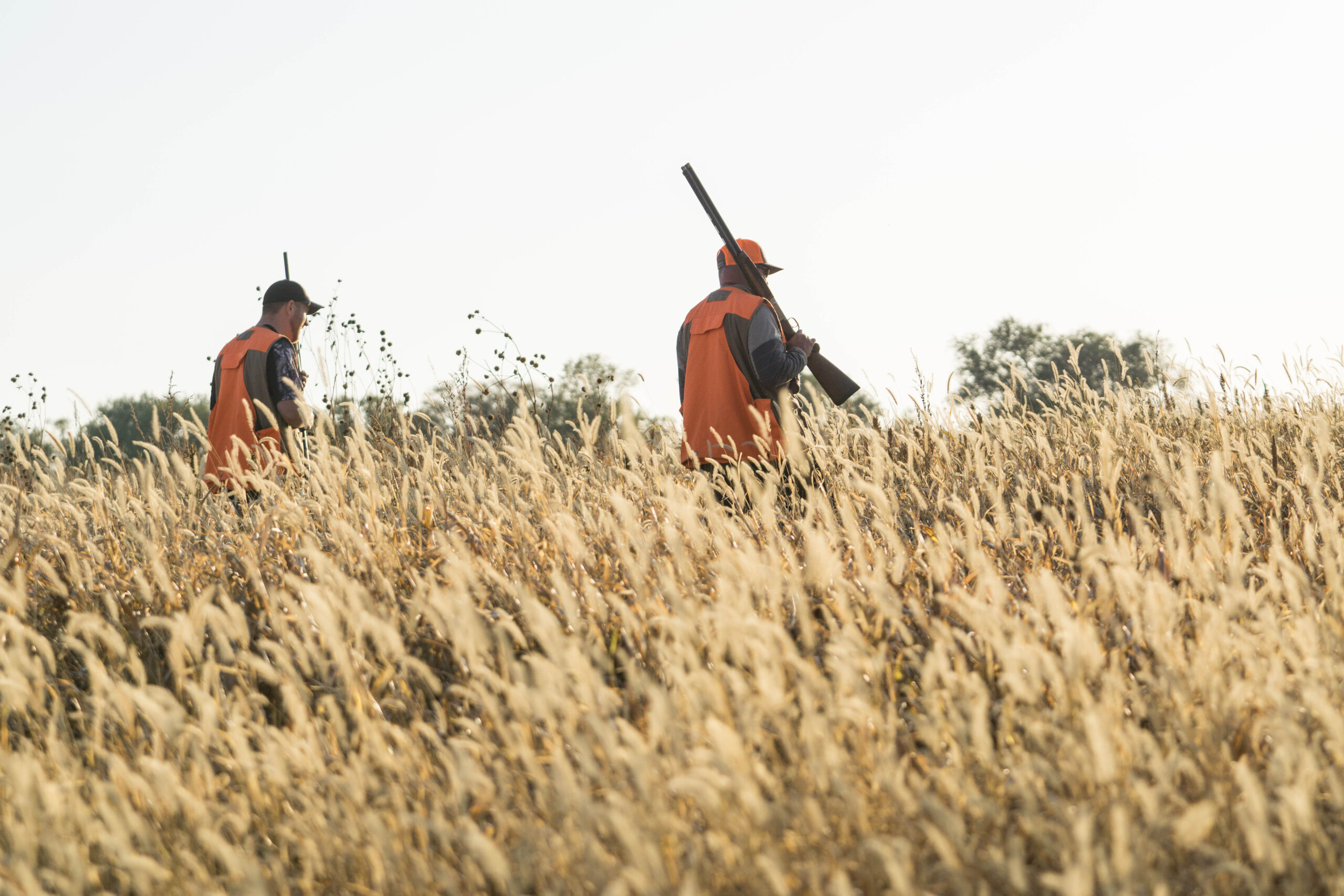 Pheasant Hunting Wallpapers