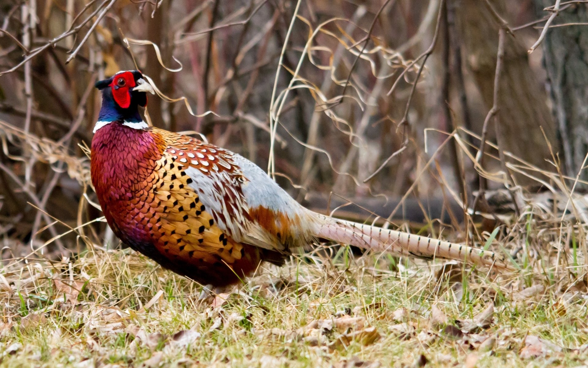 Pheasant Wallpapers