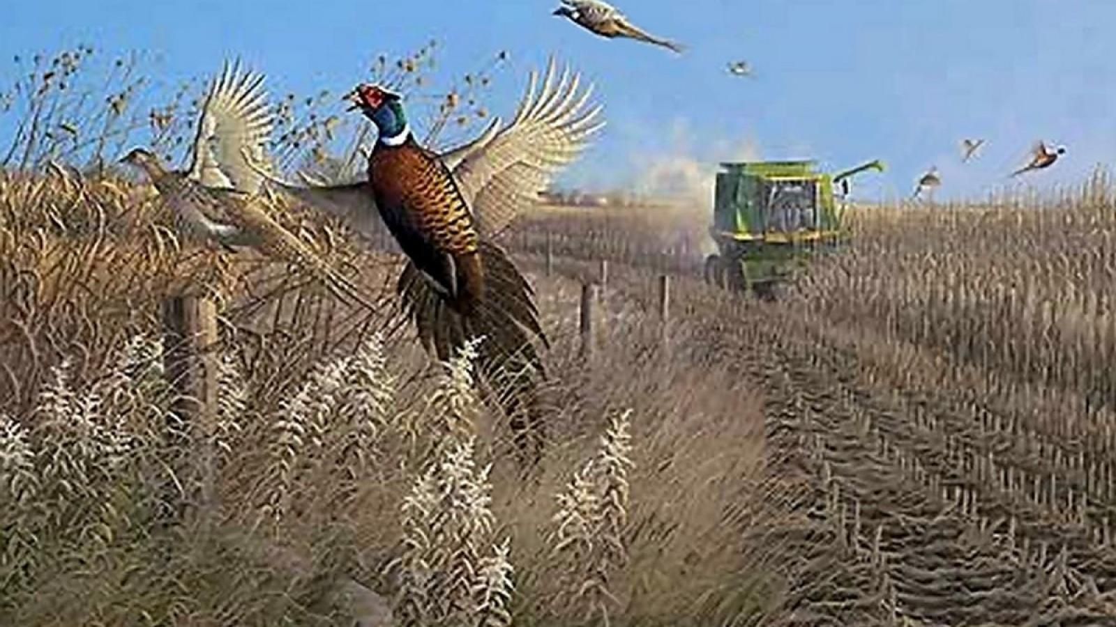 Pheasant Wallpapers