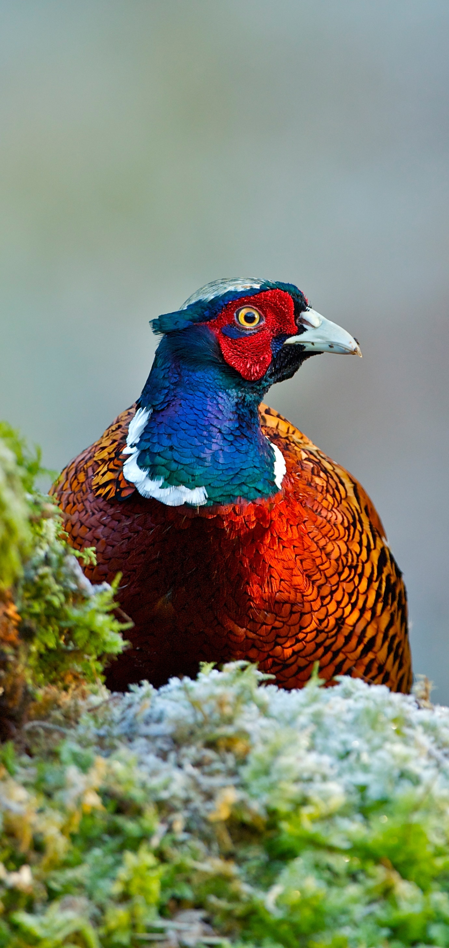 Pheasant Wallpapers