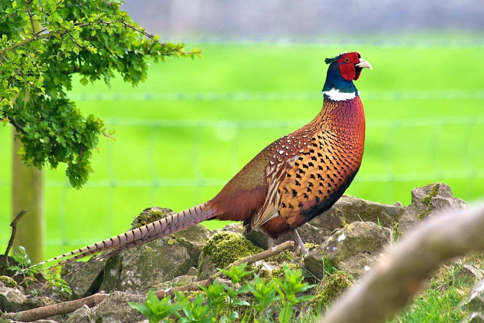 Pheasant Wallpapers