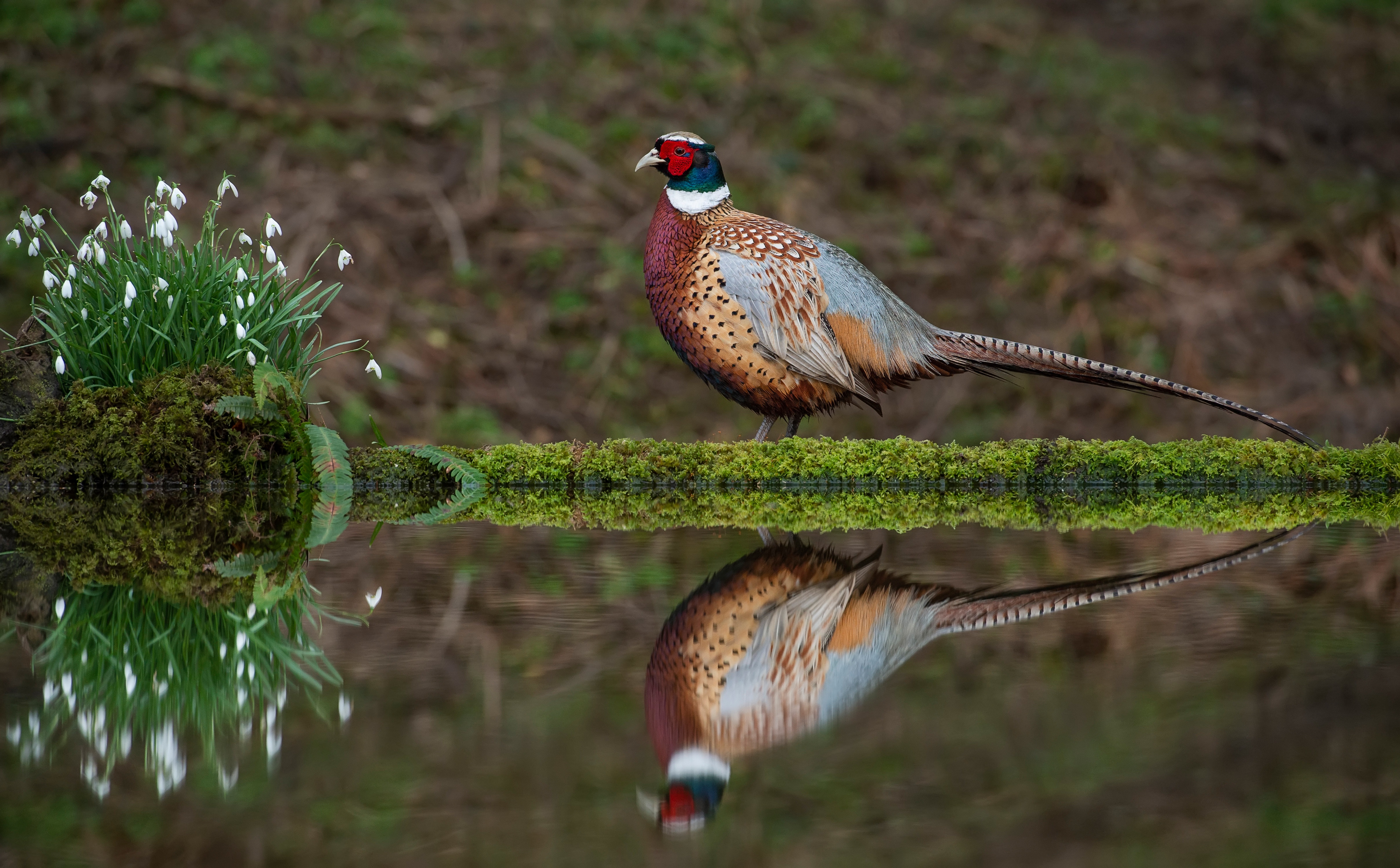 Pheasant Wallpapers