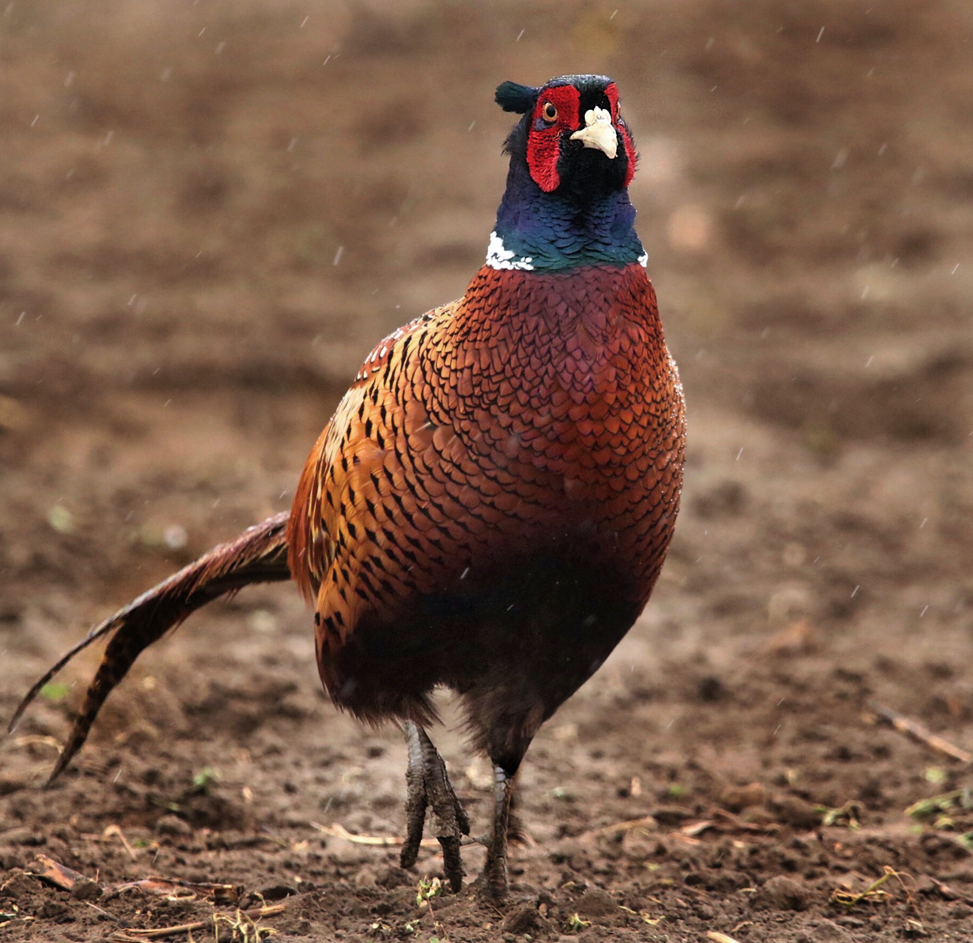 Pheasant Wallpapers