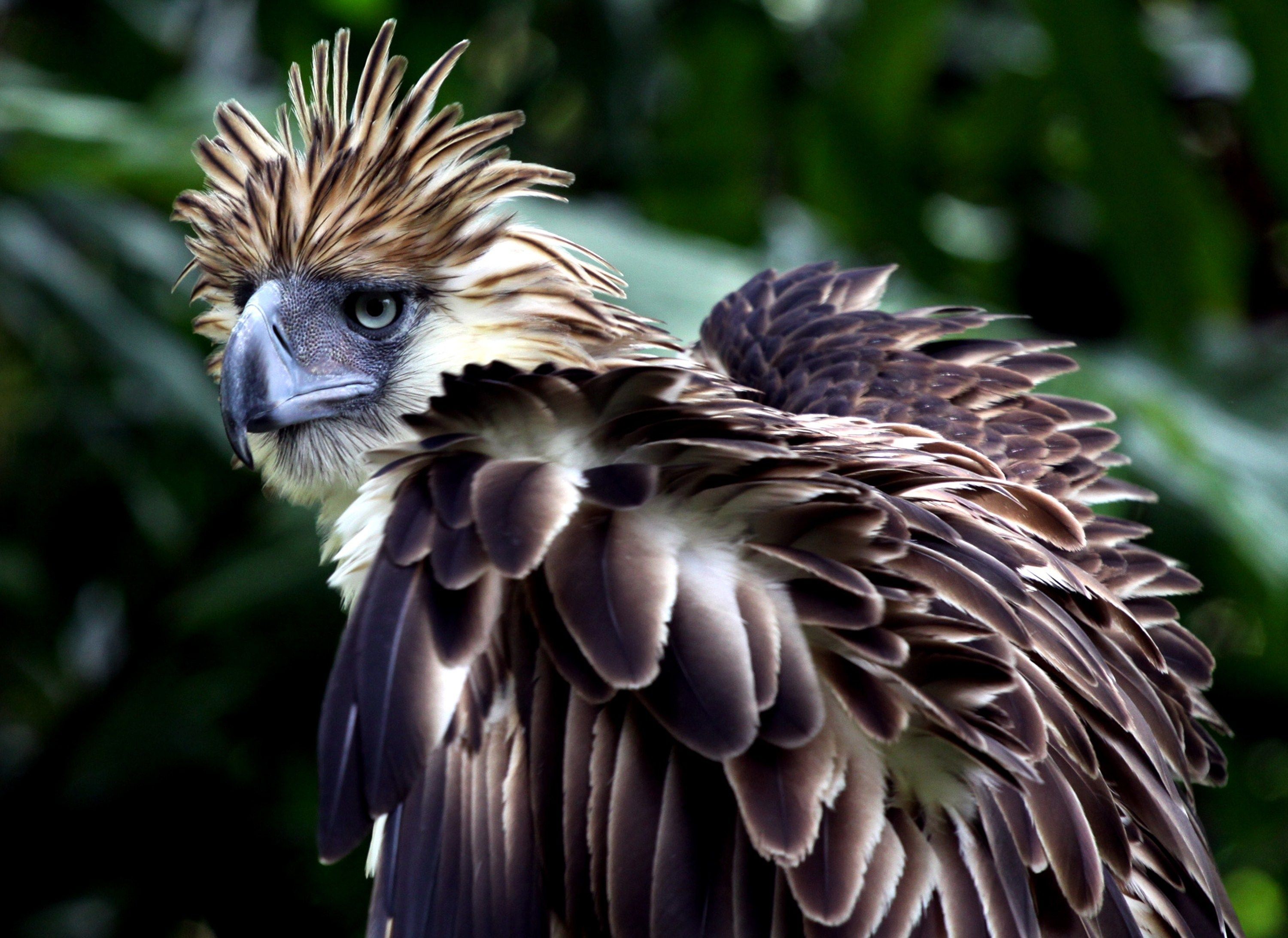 Philippine Eagle Wallpapers