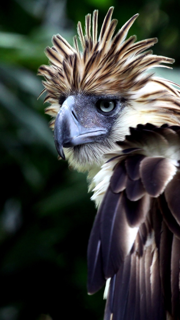 Philippine Eagle Wallpapers