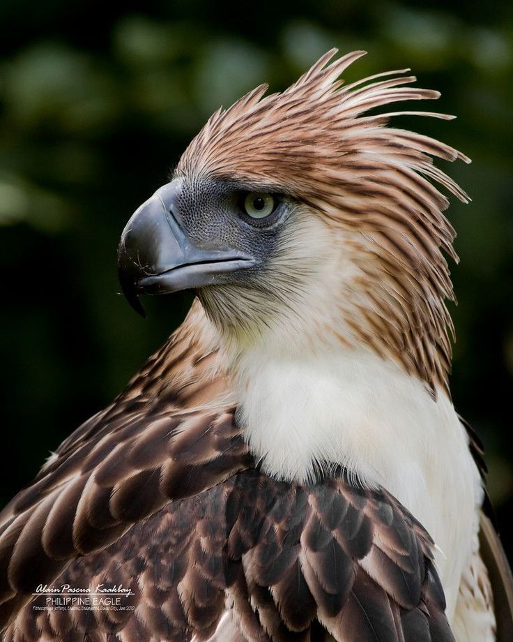 Philippine Eagle Wallpapers